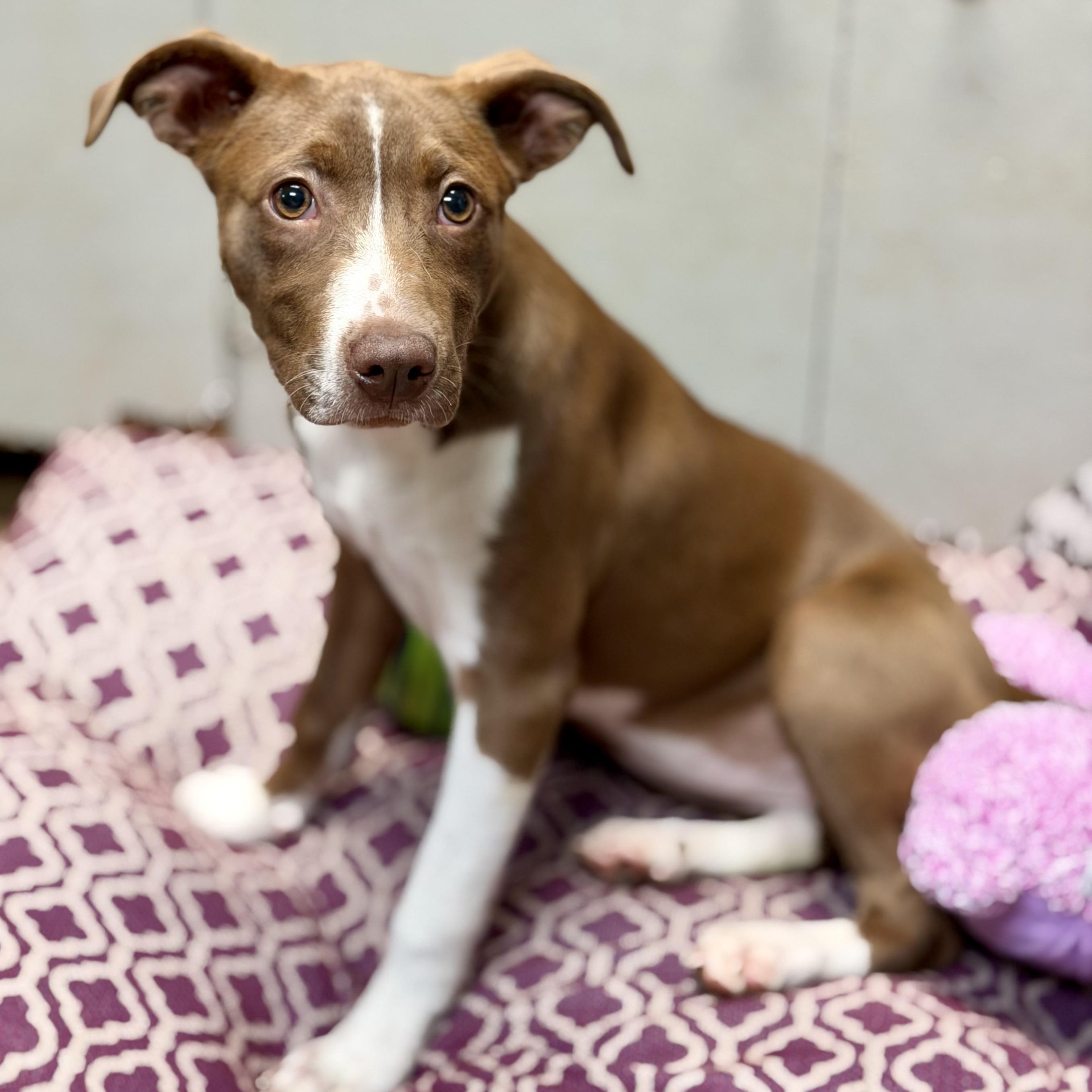 TRUFFLE - ARRIVING IN MAINE MAY 16TH, a ADOPTABLE Mixed Breed in Berwick, ME image 3/6
