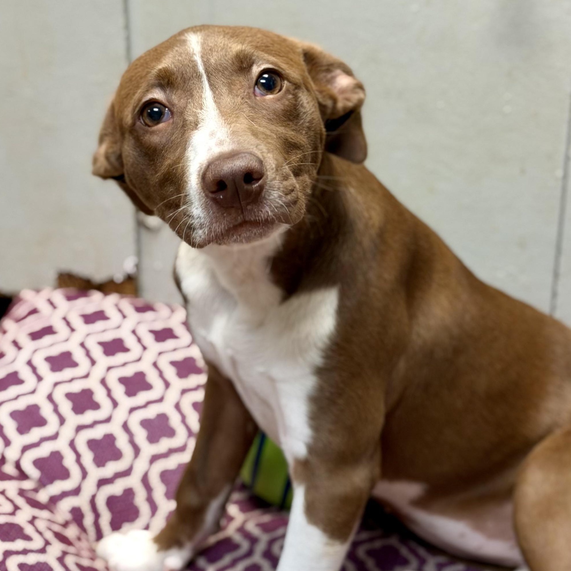 TRUFFLE - ARRIVING IN MAINE MAY 16TH, a ADOPTABLE Mixed Breed in Berwick, ME image 2/6