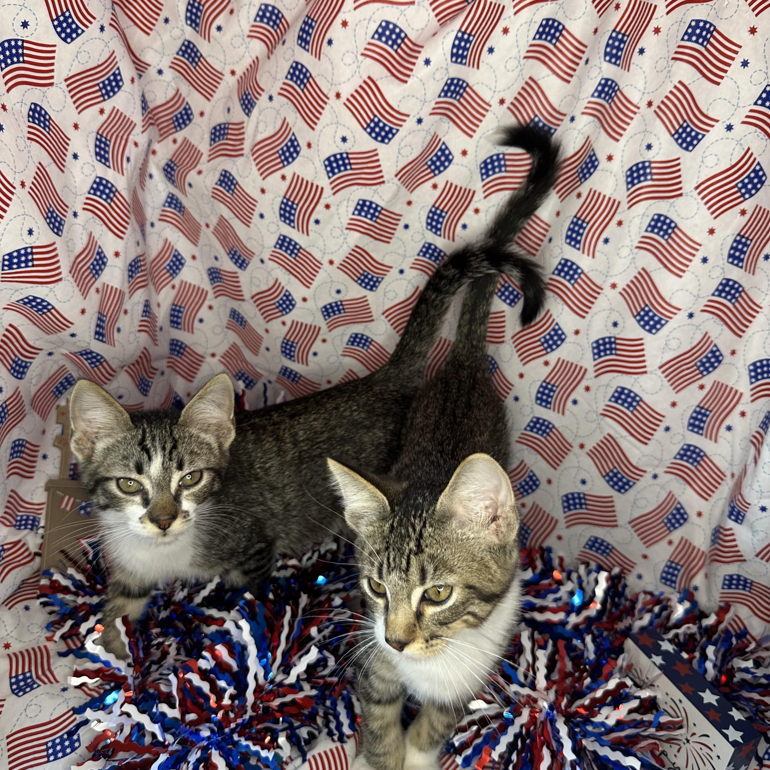 Yin & Yang (Bonded Pair)