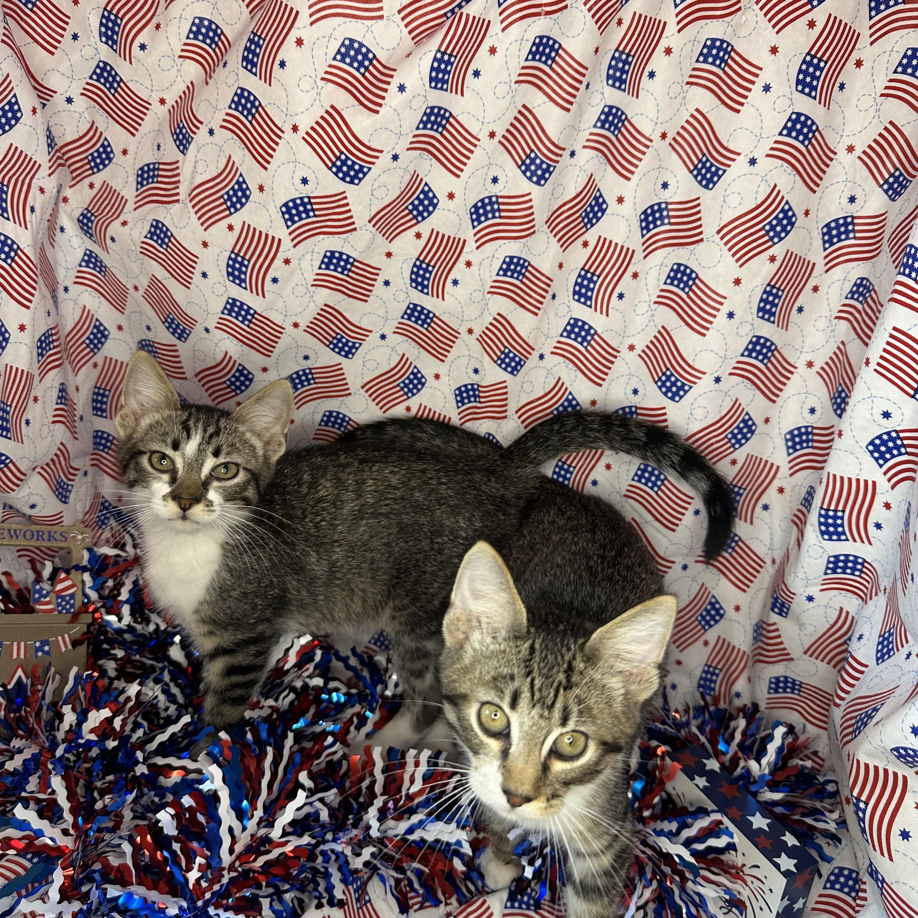 Yin & Yang (Bonded Pair)