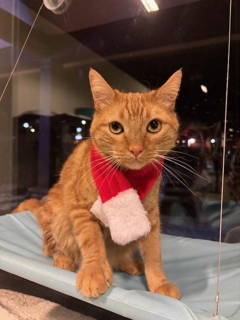 Kenji, Adoptable, Adult Male Tabby.