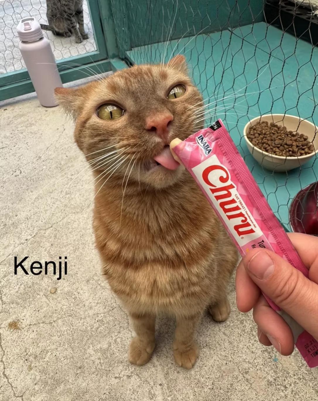 Kenji