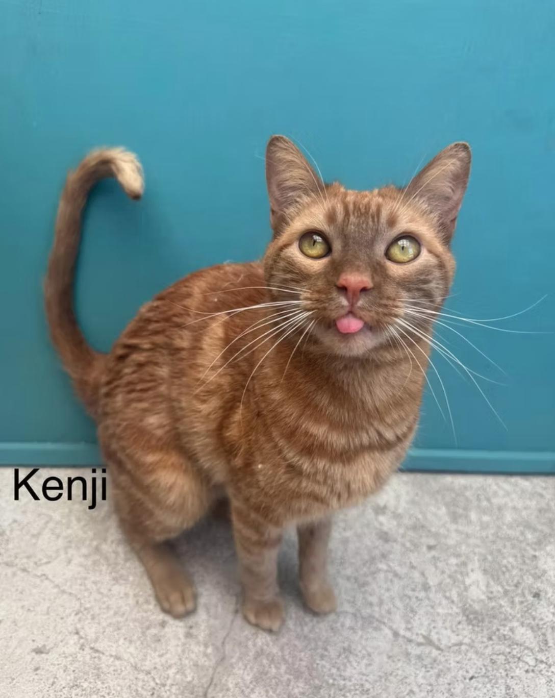 Enlarge Kenji, a Adoptable Tabby in Eagle, CO image 2/3