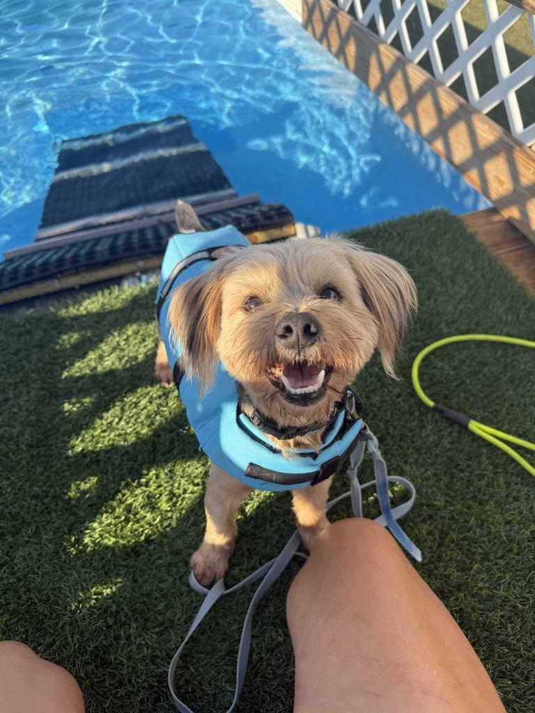 Herk, adopted, Adult Male Yorkshire Terrier.