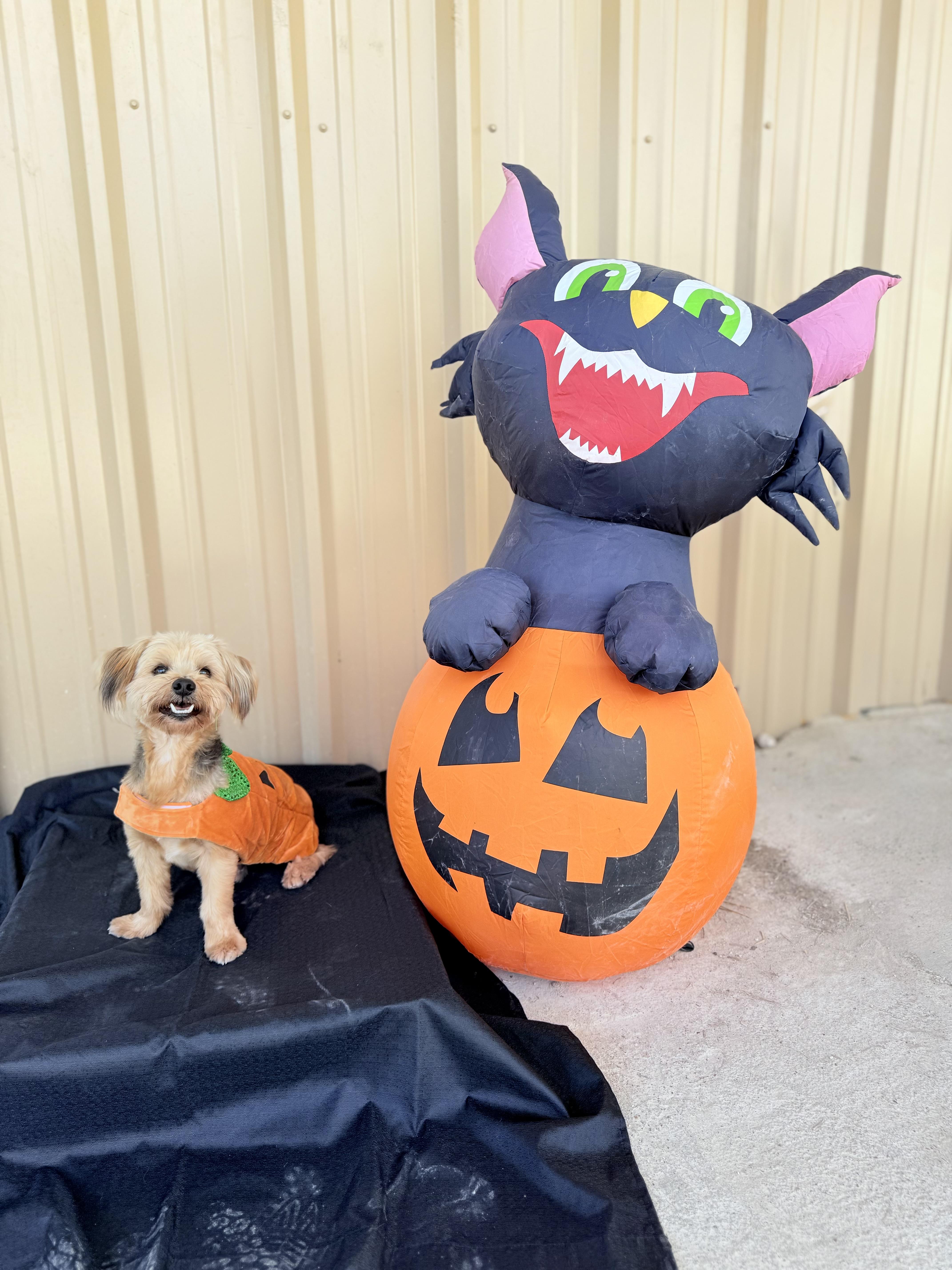 Enlarge Herk, an adopted Yorkshire Terrier in Itasca, TX image 1/5