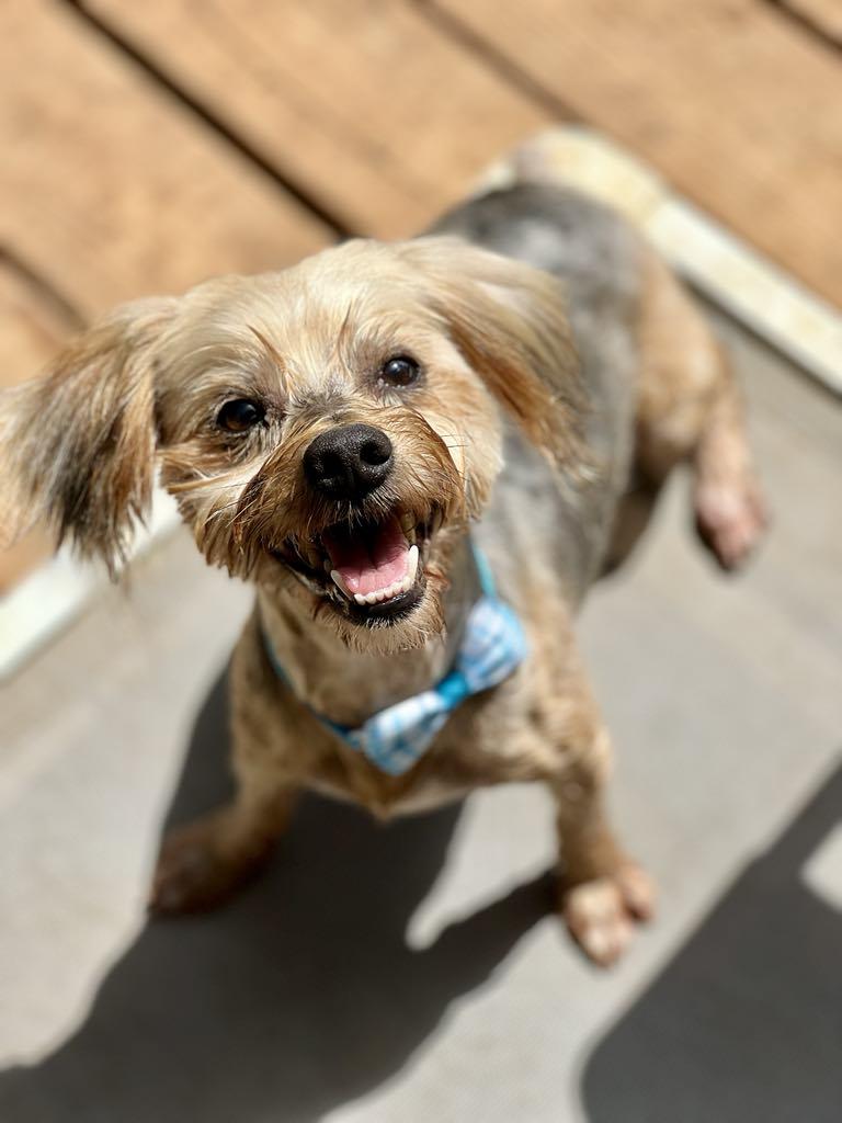 Enlarge Herk, an adopted Yorkshire Terrier in Itasca, TX image 3/5
