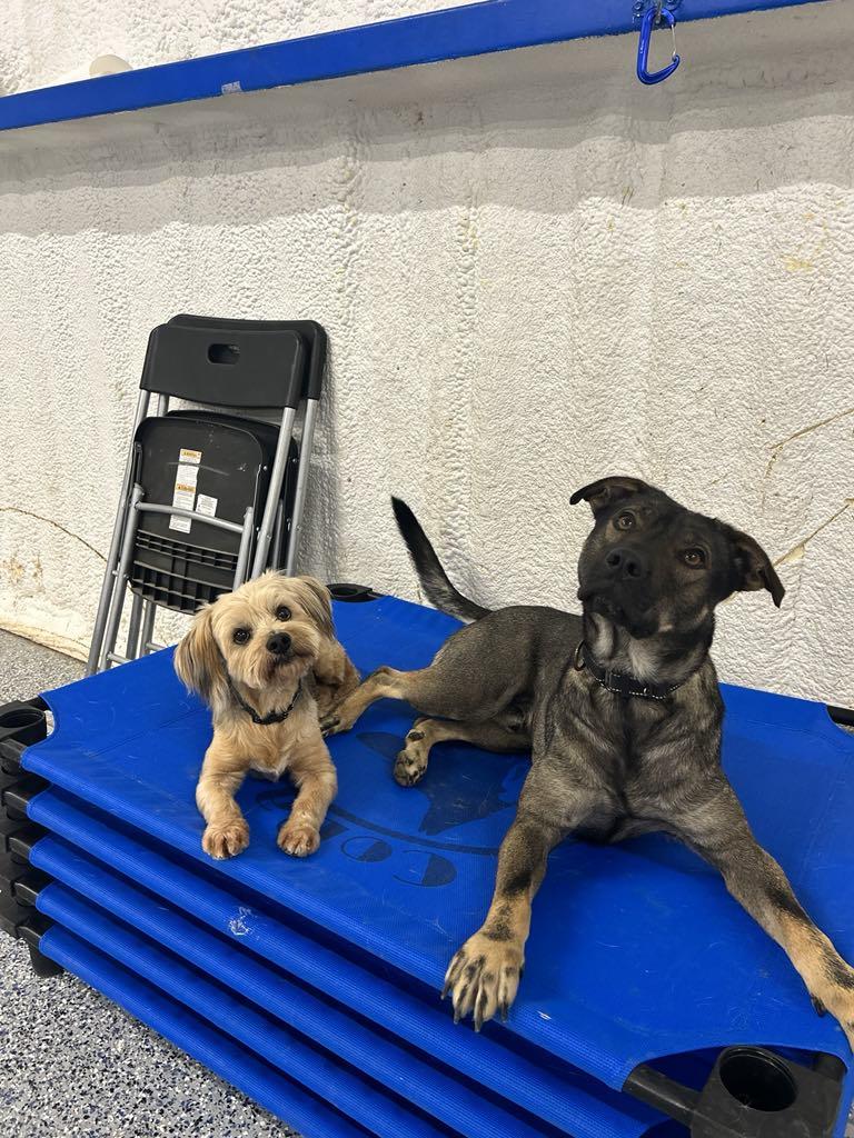 Enlarge Herk, an adopted Yorkshire Terrier in Itasca, TX image 4/5