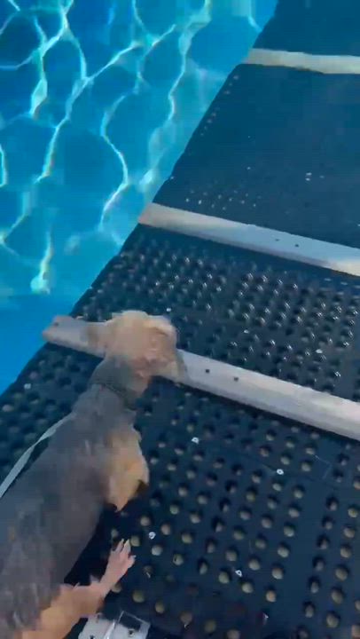 Enlarge Herk, an adopted Yorkshire Terrier in Itasca, TX video 5/5