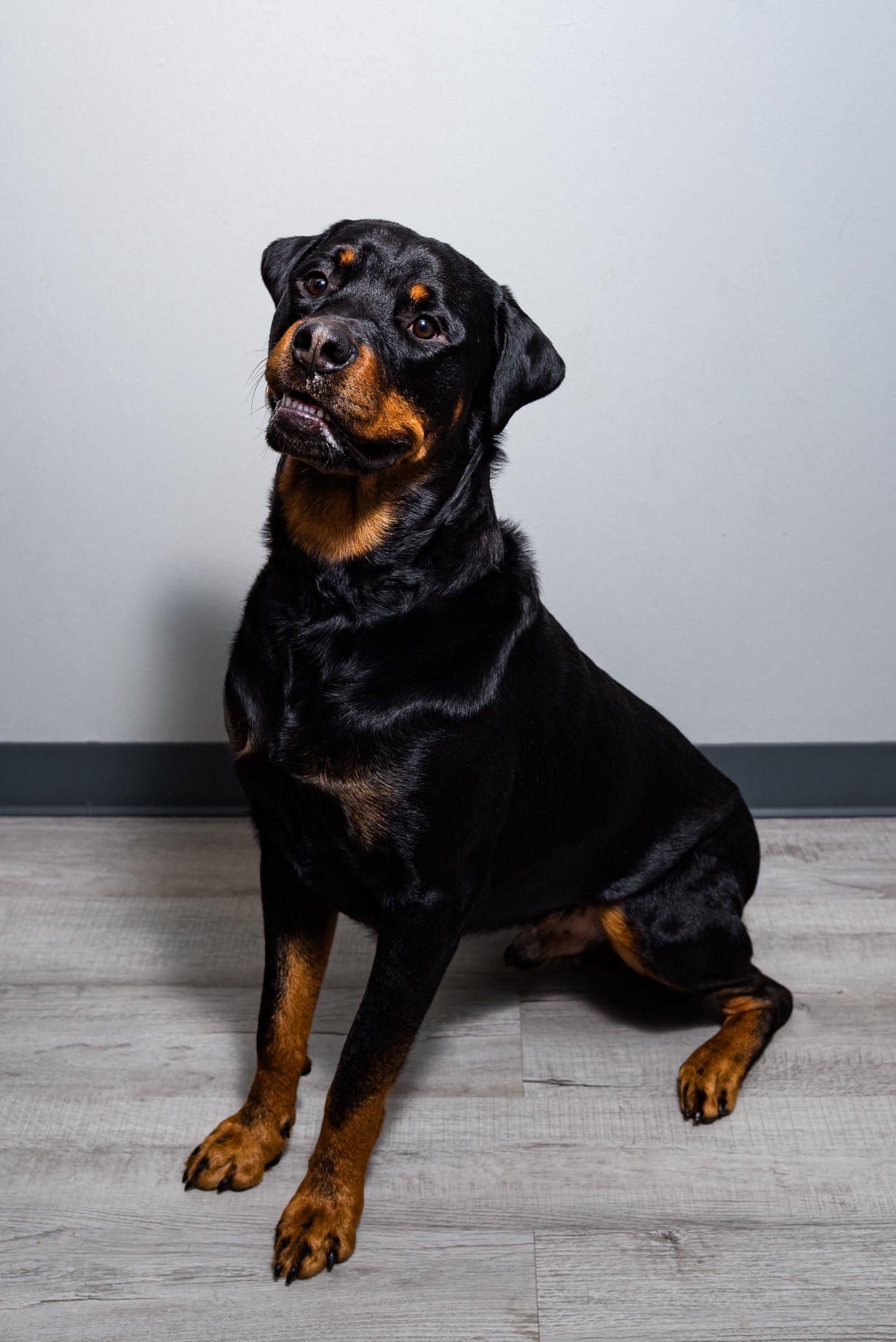 Enlarge Hero, an adoptable Rottweiler in Oregon, OH image 4/4