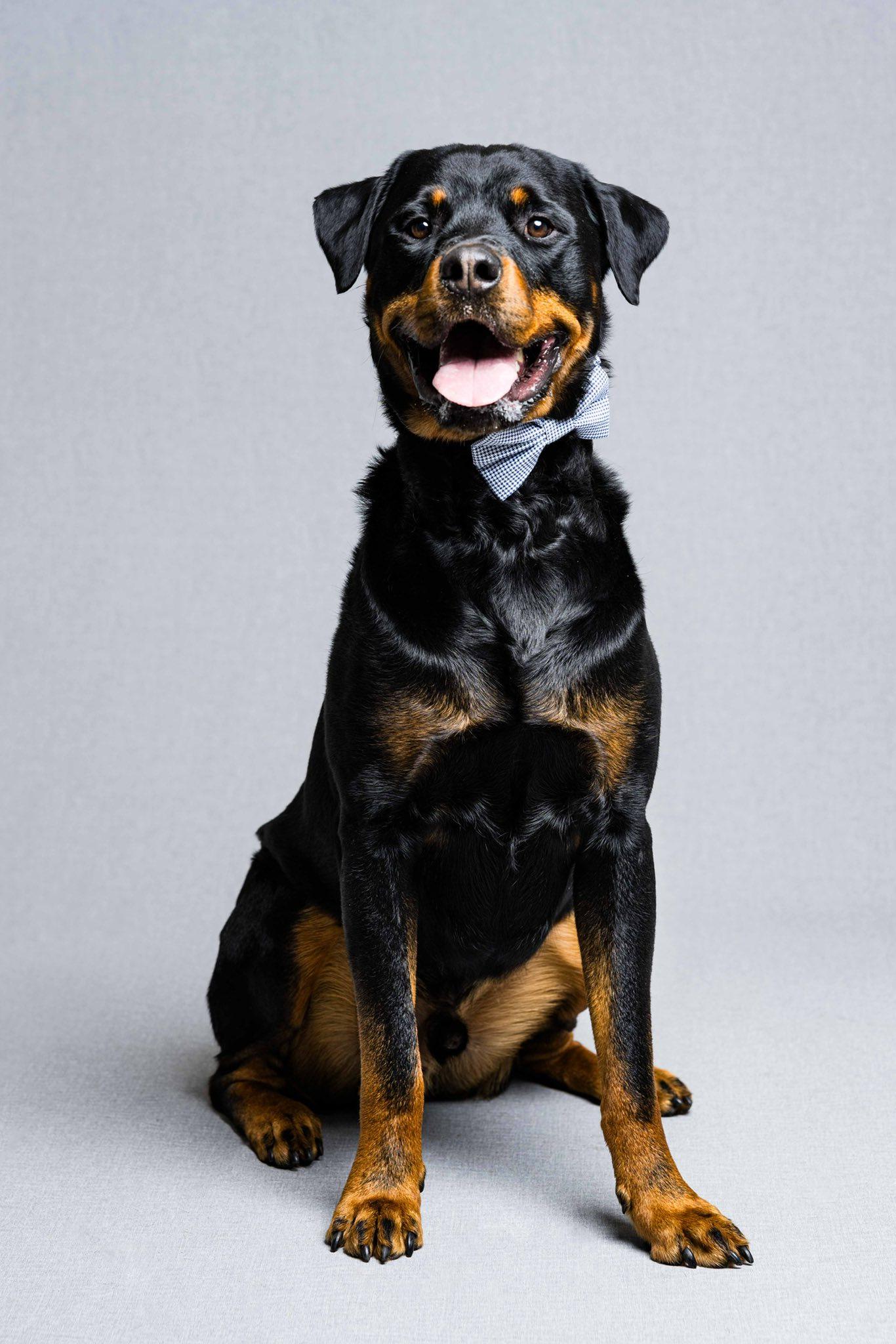 Hero, adoptable, Adult Male Rottweiler.