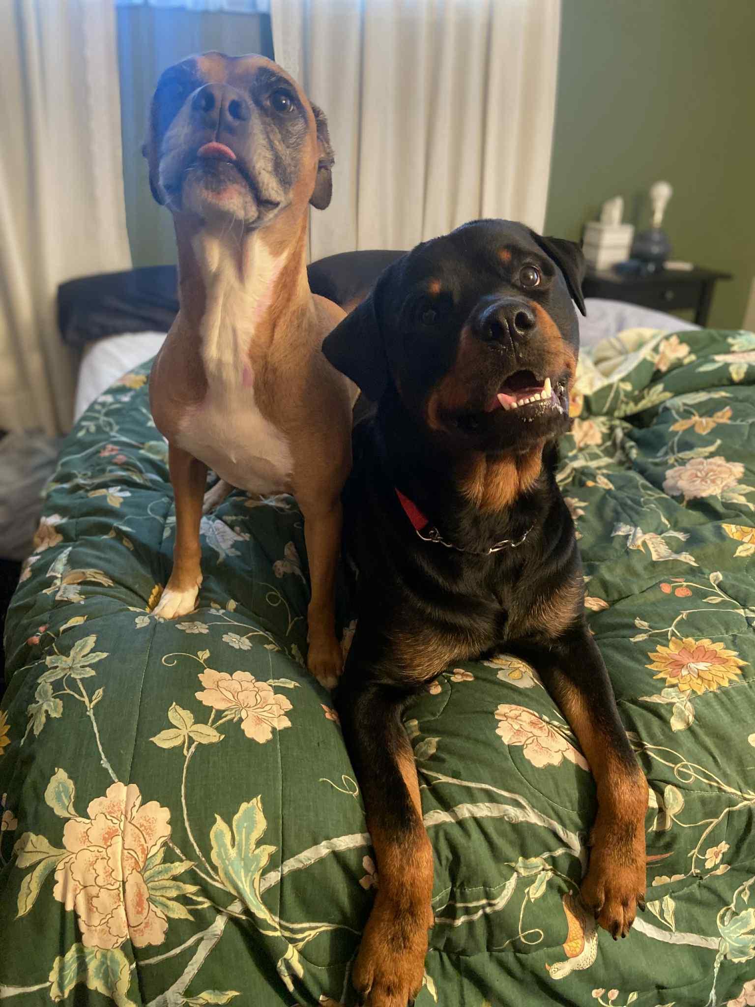 Hero, adoptable, Adult Male Rottweiler.