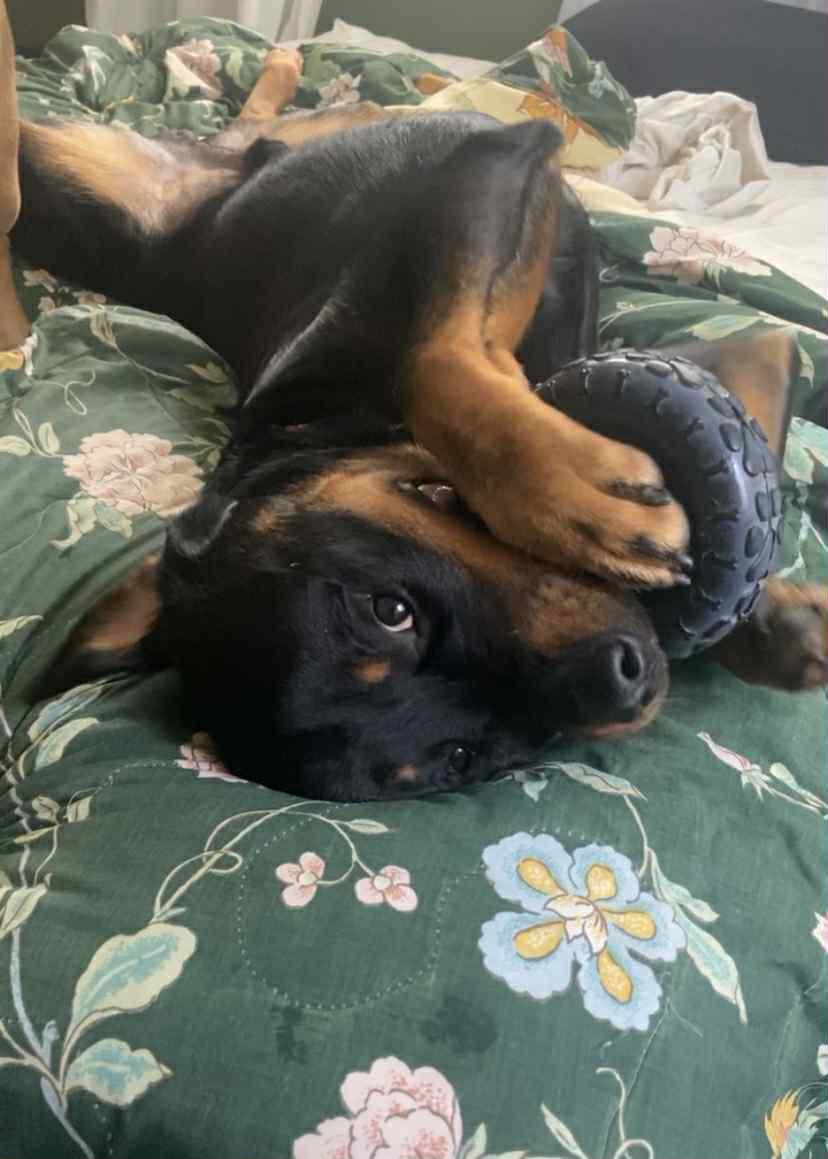 Hero, an adoptable Rottweiler in Oregon, OH image 2/3