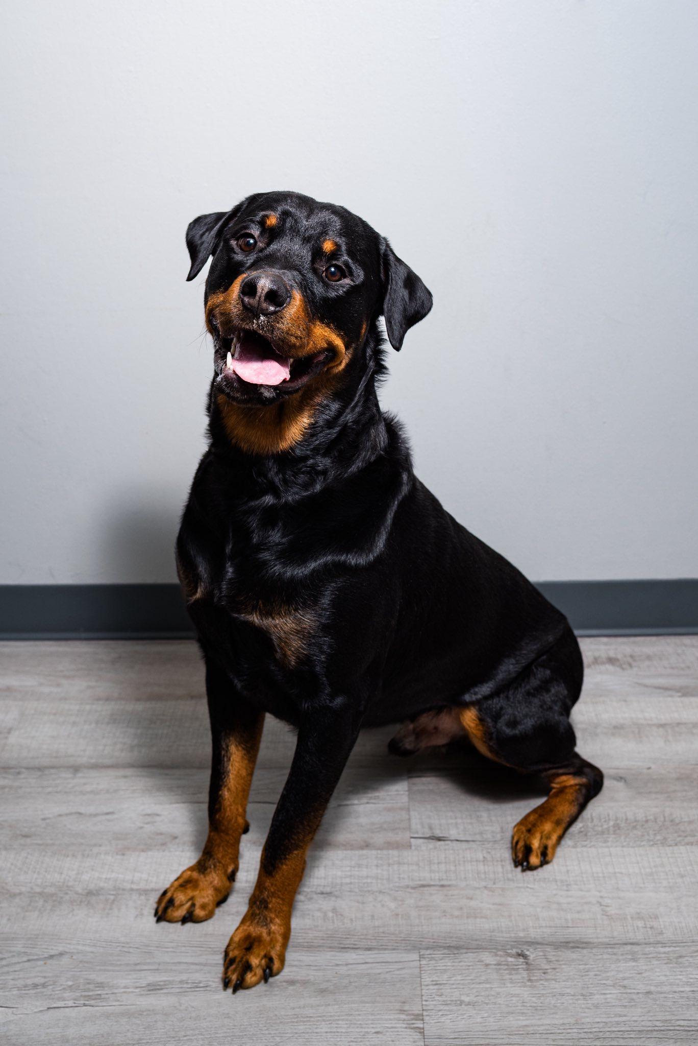 Enlarge Hero, an adoptable Rottweiler in Oregon, OH image 1/4
