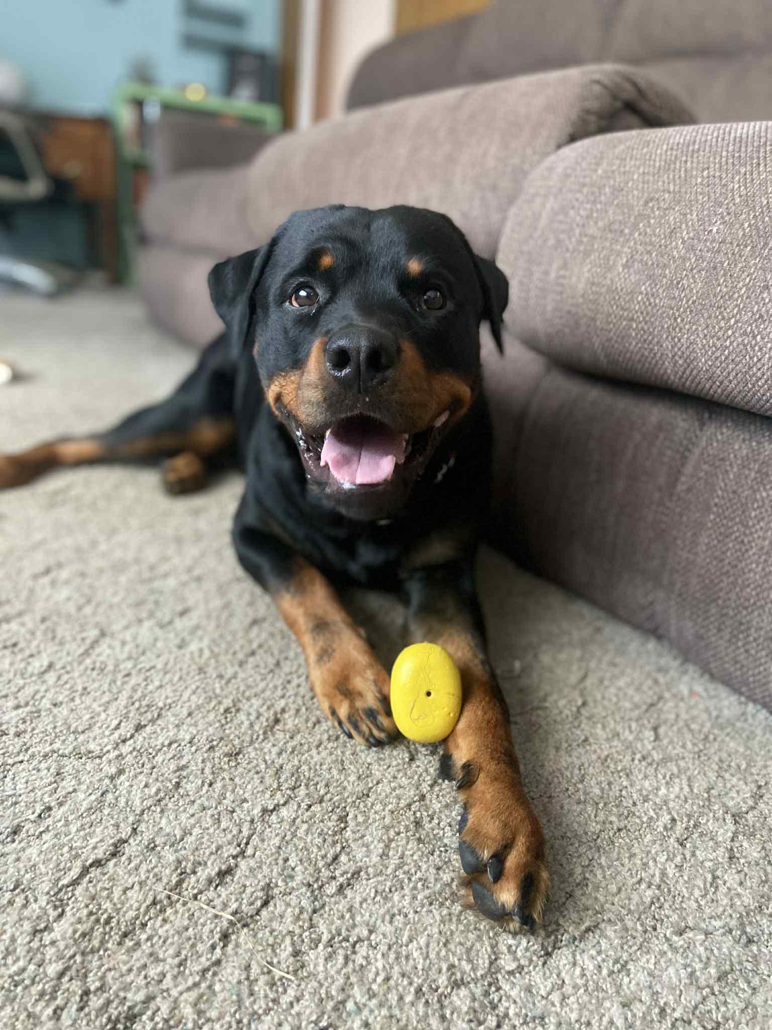 Hero, an adoptable Rottweiler in Oregon, OH image 3/3