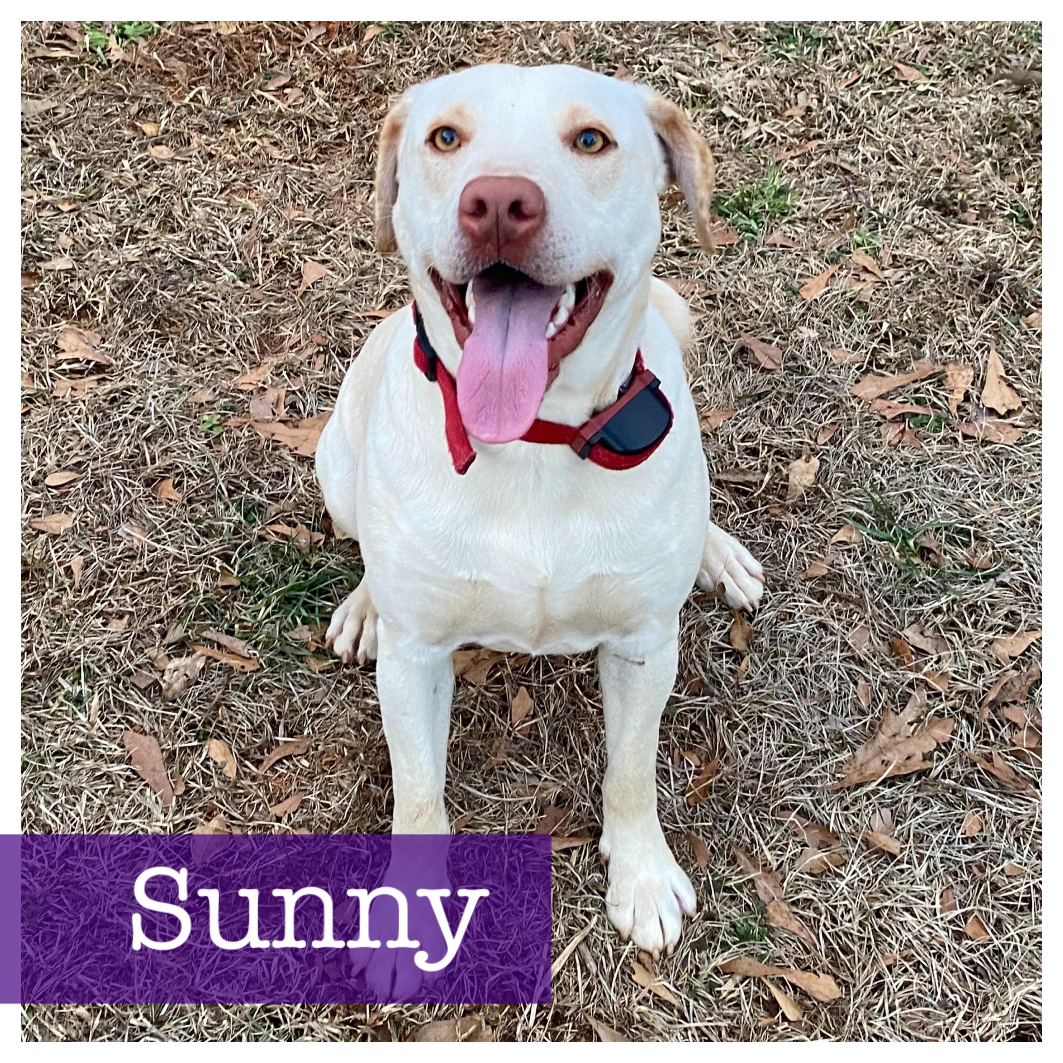 Sunny, ADOPTABLE, Young Male Labrador Retriever.