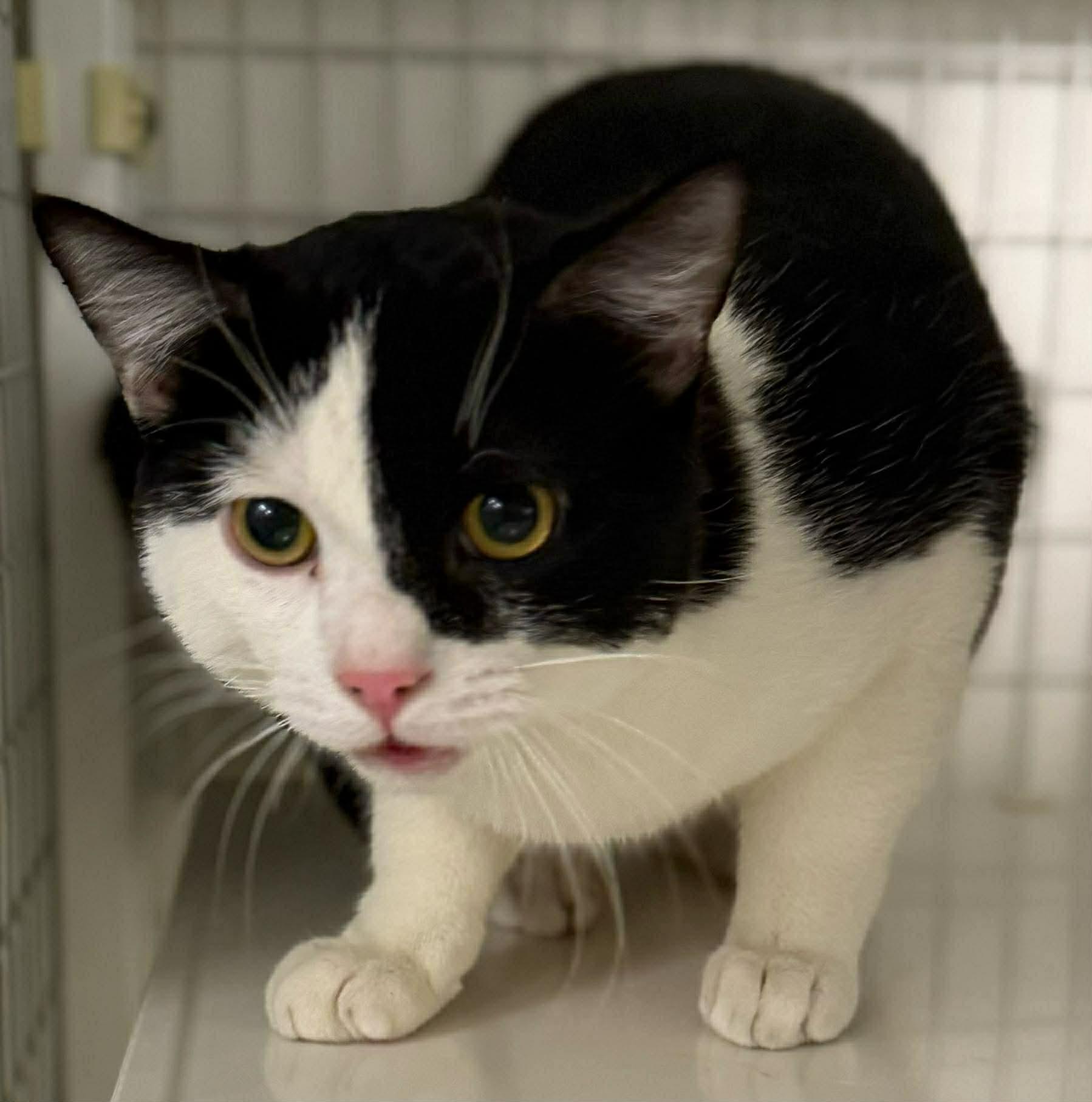 Enlarge Yuji, an adopted Domestic Short Hair in Claremont, NH image 1/1