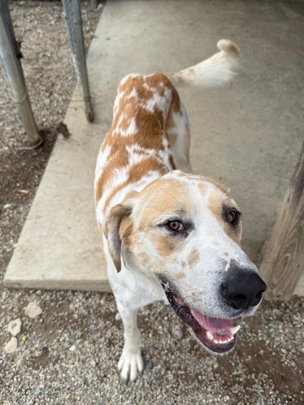 Enlarge DUSTY, a Adopted mixed breed in Rochester, IN image 1/3
