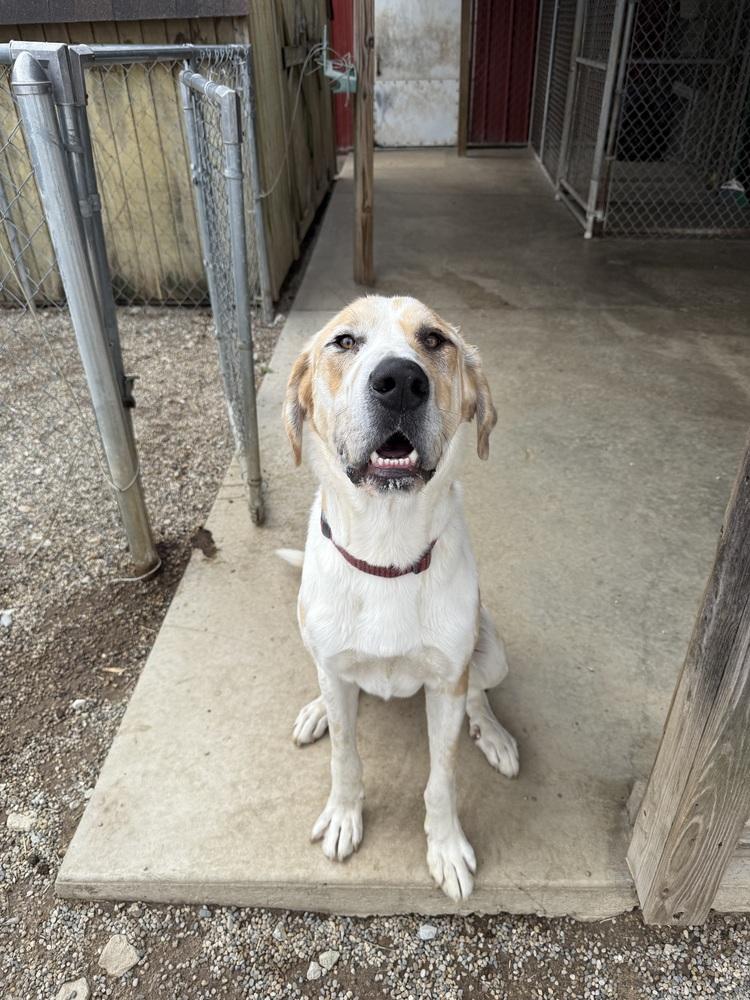Enlarge DUSTY, a Adopted mixed breed in Rochester, IN image 2/3