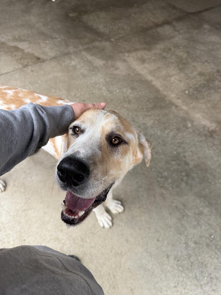 Enlarge DUSTY, a Adopted mixed breed in Rochester, IN image 3/3