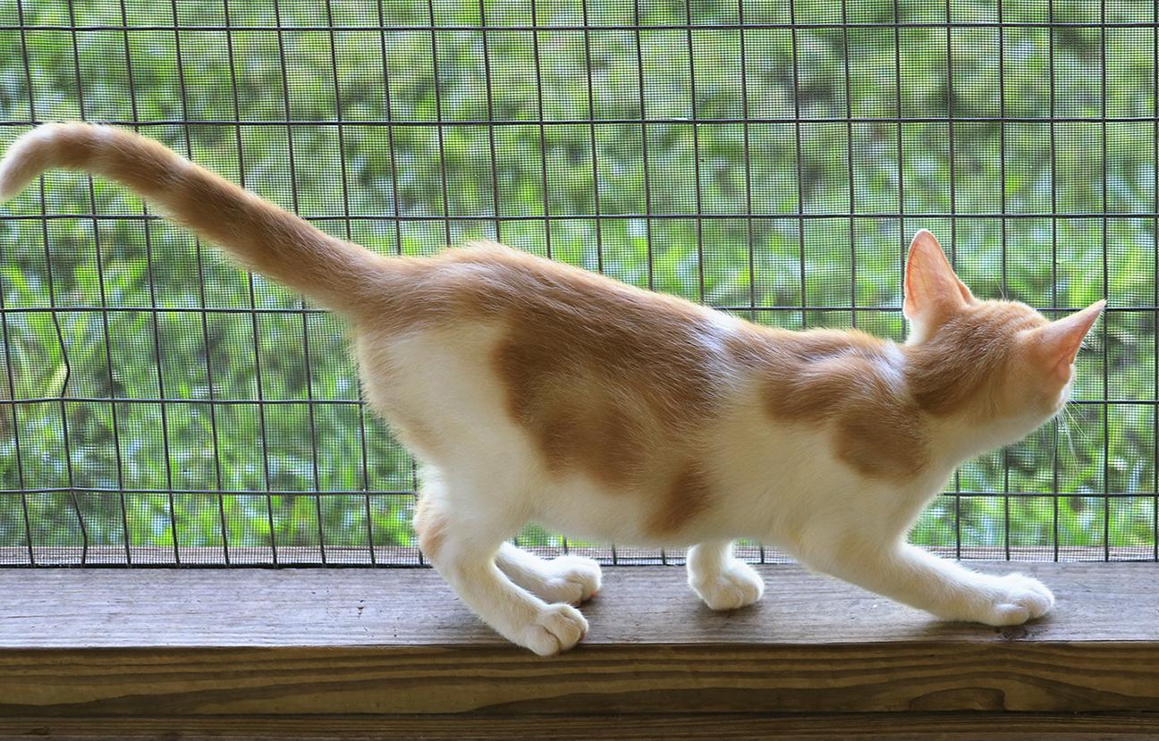 Butternut photo 3