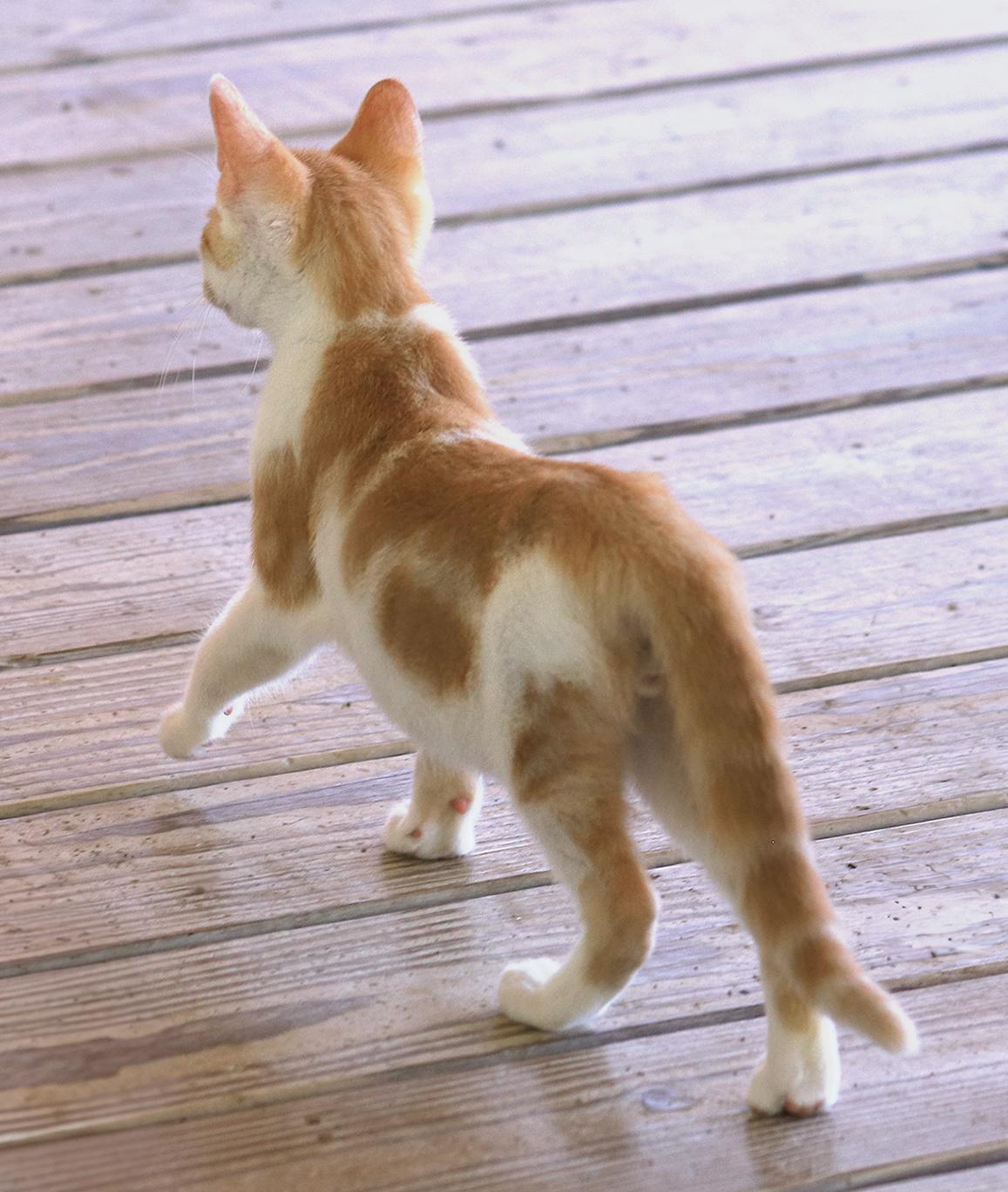 Butternut photo 5