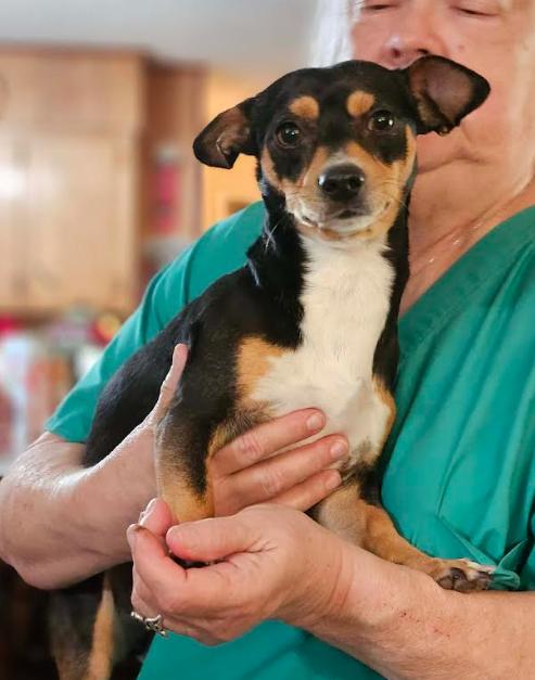 Enlarge Rudy in LA, a Adoptable Chihuahua in Cranston, RI image 1/2