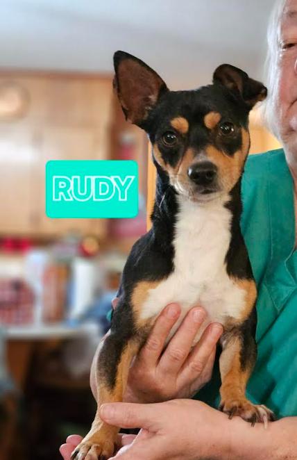 Enlarge Rudy in LA, a Adoptable Chihuahua in Cranston, RI image 2/2