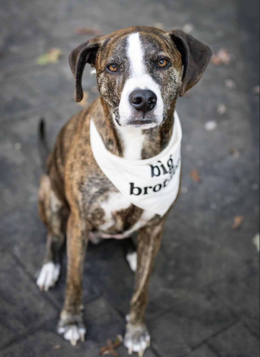 Wally *courtesy post* , a ADOPTABLE mixed breed in Mahopac, NY image 5/5