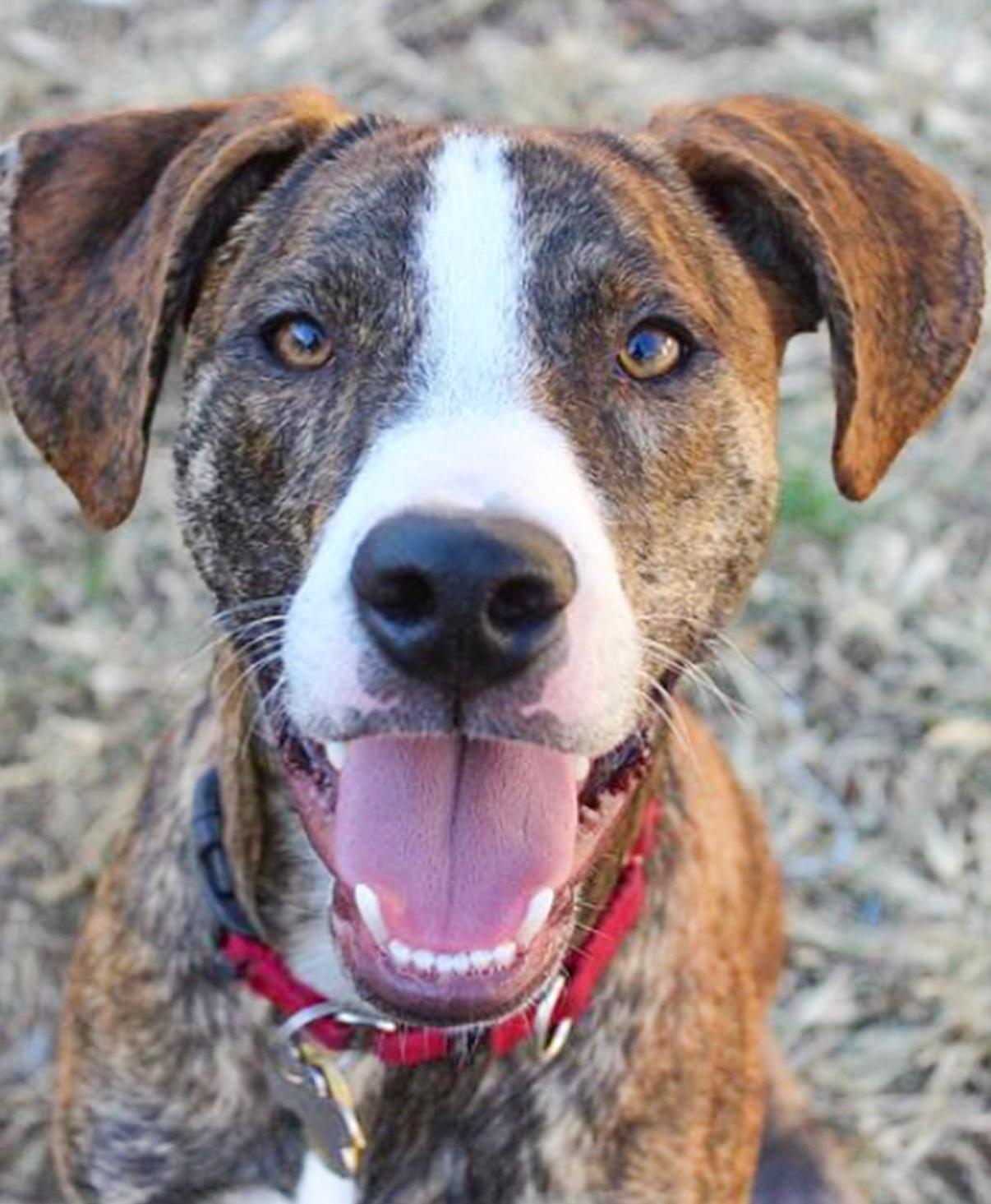 Wally *courtesy post* , ADOPTABLE, Adult Male Plott Hound & Hound.