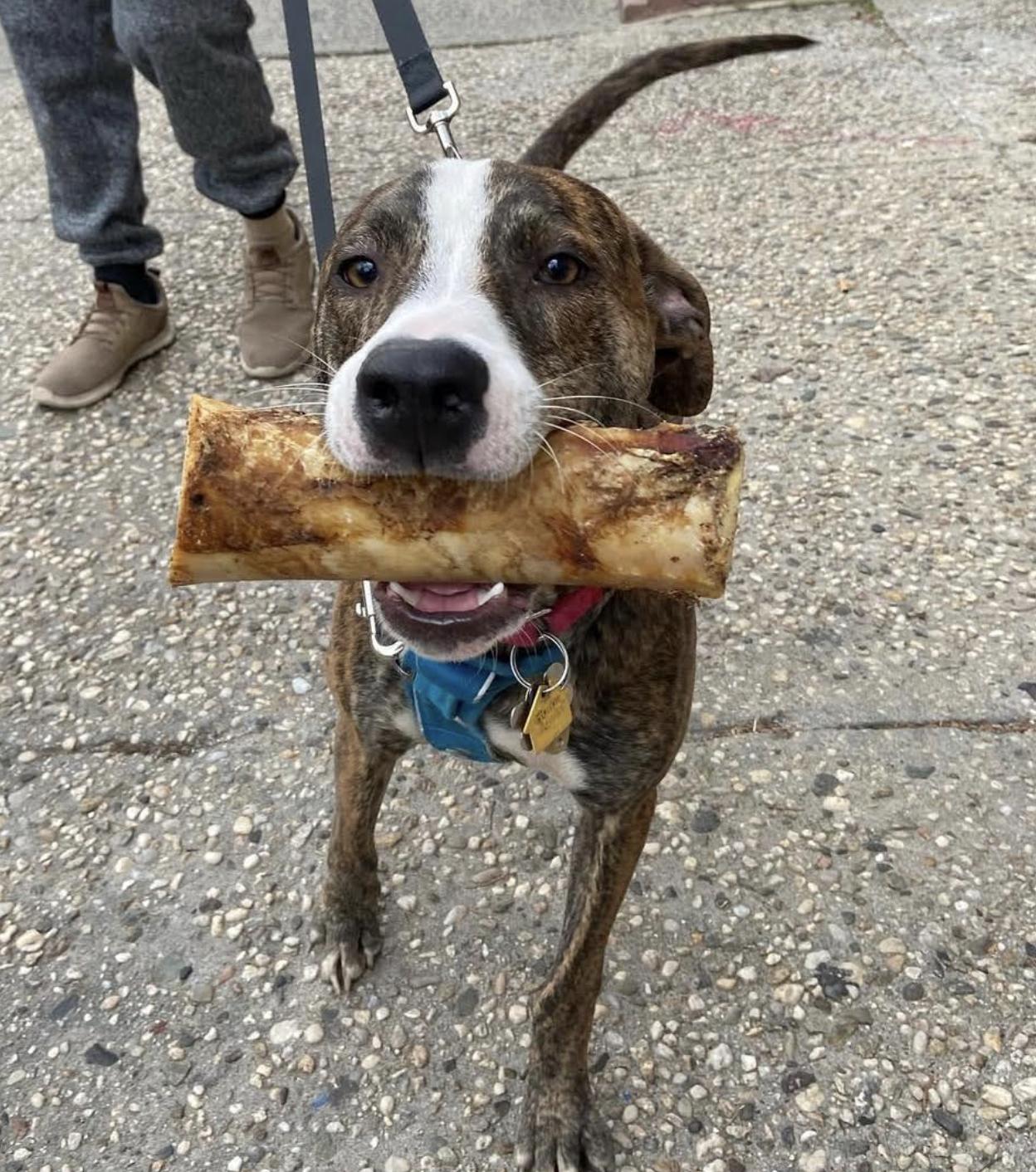 Wally *courtesy post* , a ADOPTABLE mixed breed in Mahopac, NY image 4/5