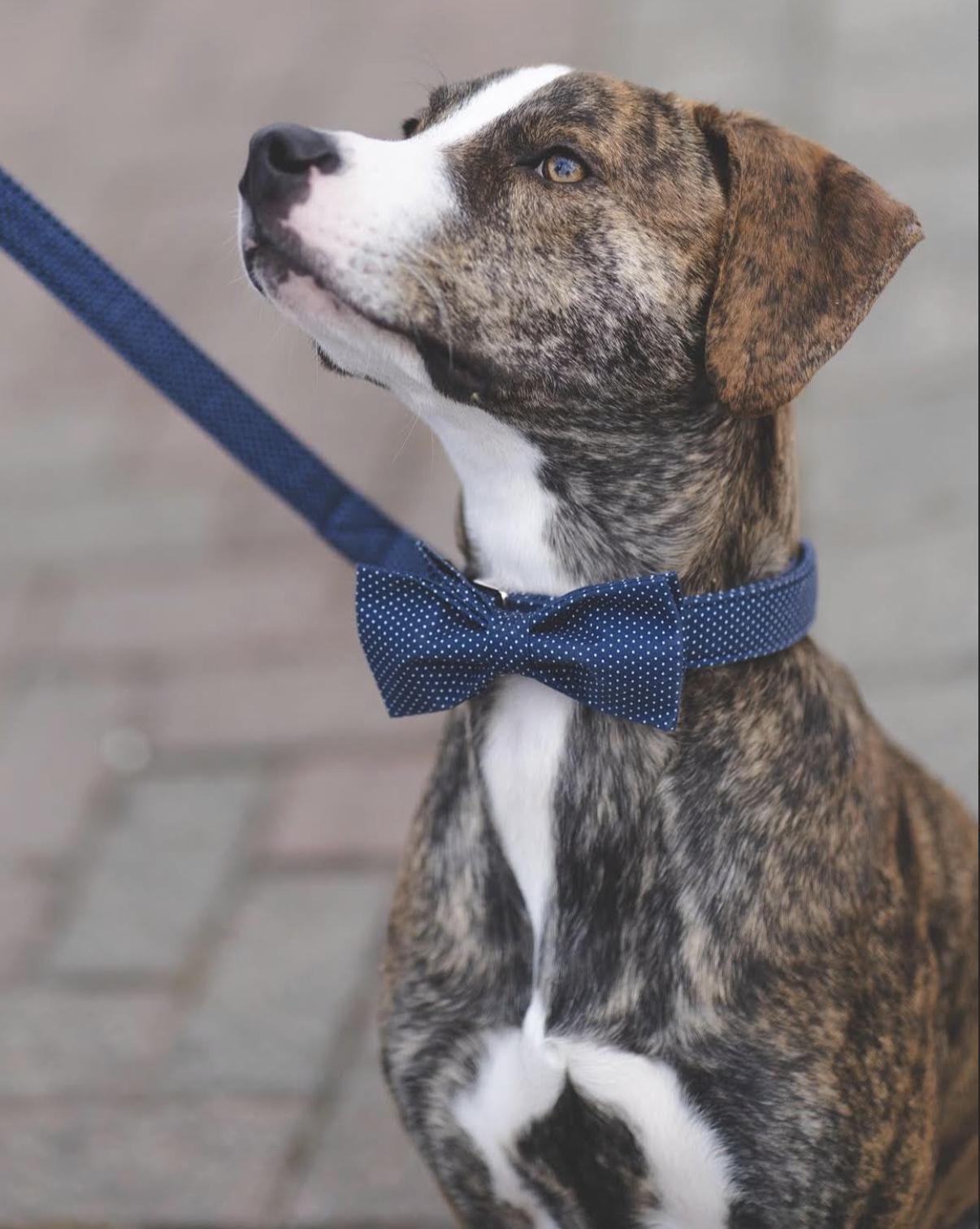 Wally *courtesy post* , a ADOPTABLE mixed breed in Mahopac, NY image 2/5