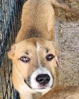 Enlarge Liam, a Adoptable mixed breed in Jackson, GA image 1/1