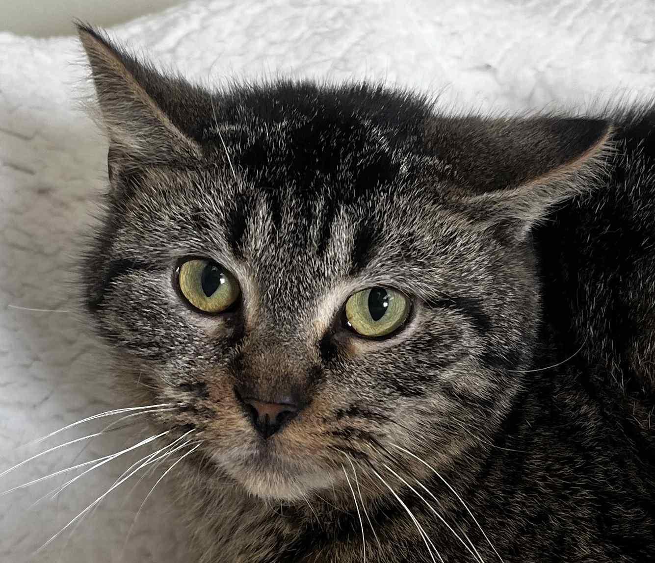 Enlarge Nicki 4 Paws, a ADOPTABLE Domestic Short Hair in New Castle, IN image 1/1
