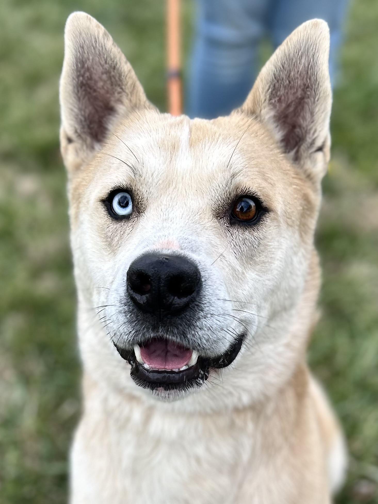 Enlarge Peanut, a ADOPTABLE mixed breed in Franklin, KY image 2/6