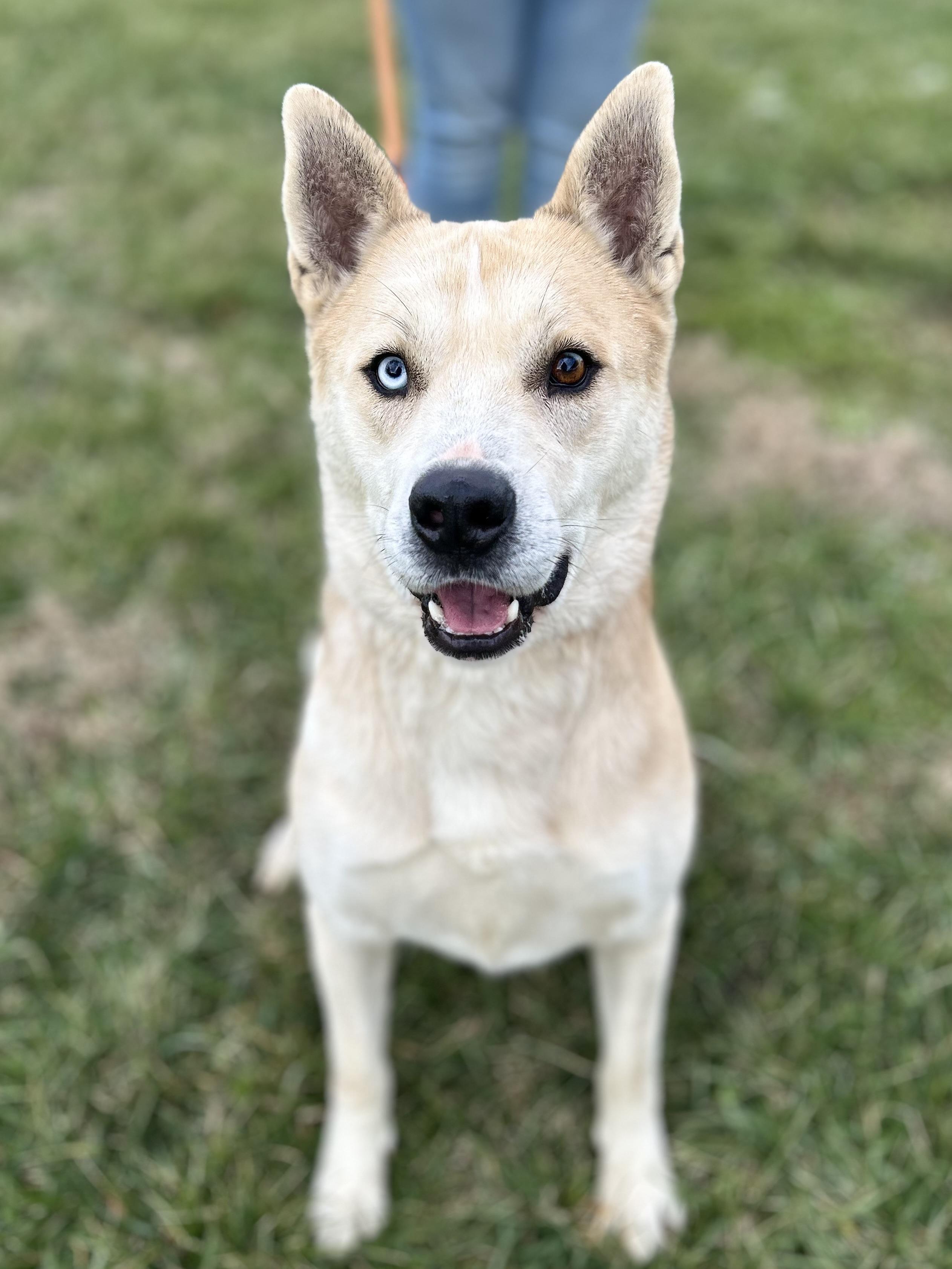 Enlarge Peanut, a ADOPTABLE mixed breed in Franklin, KY image 1/6