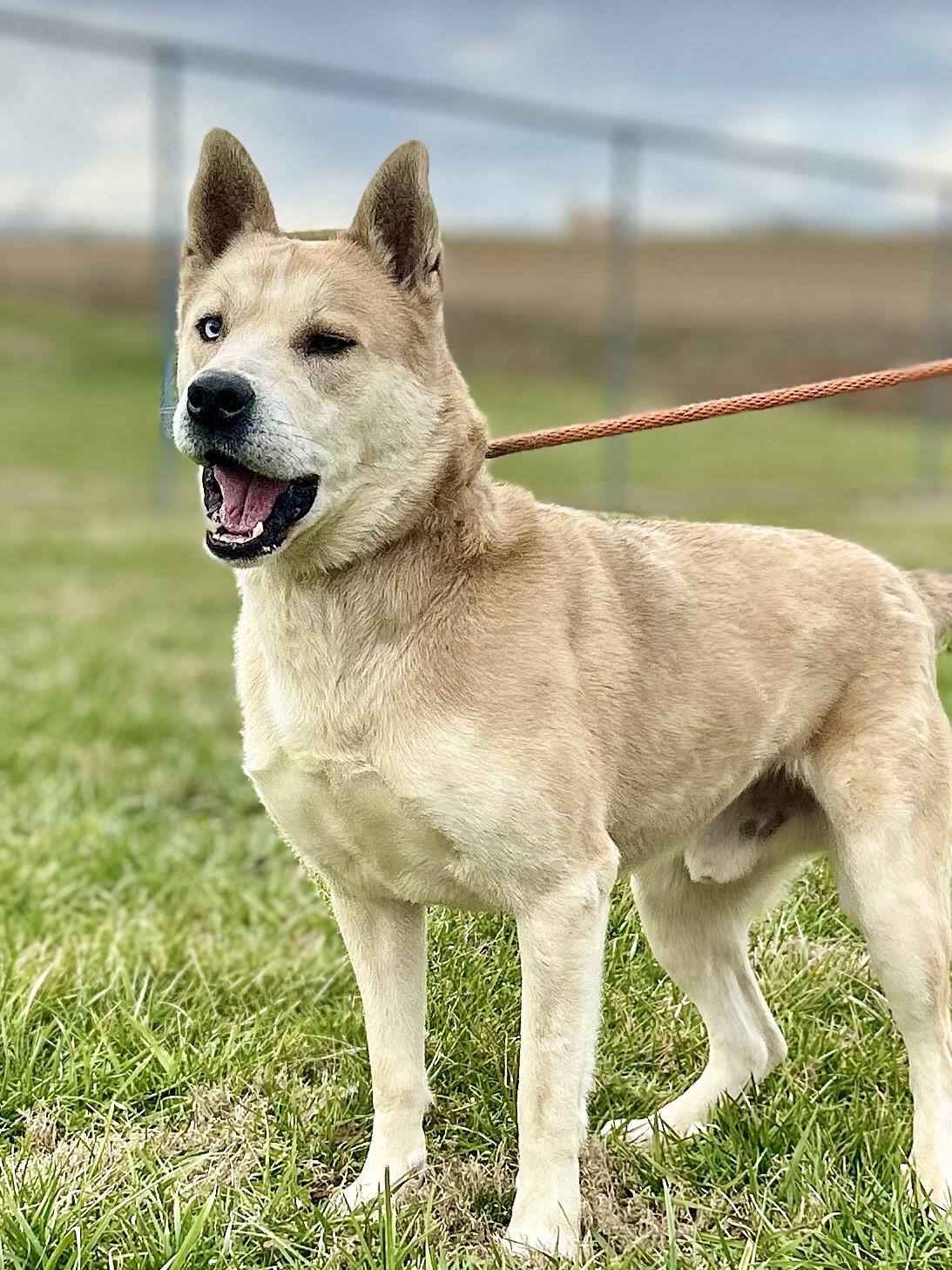 Enlarge Peanut, a ADOPTABLE mixed breed in Franklin, KY image 5/6