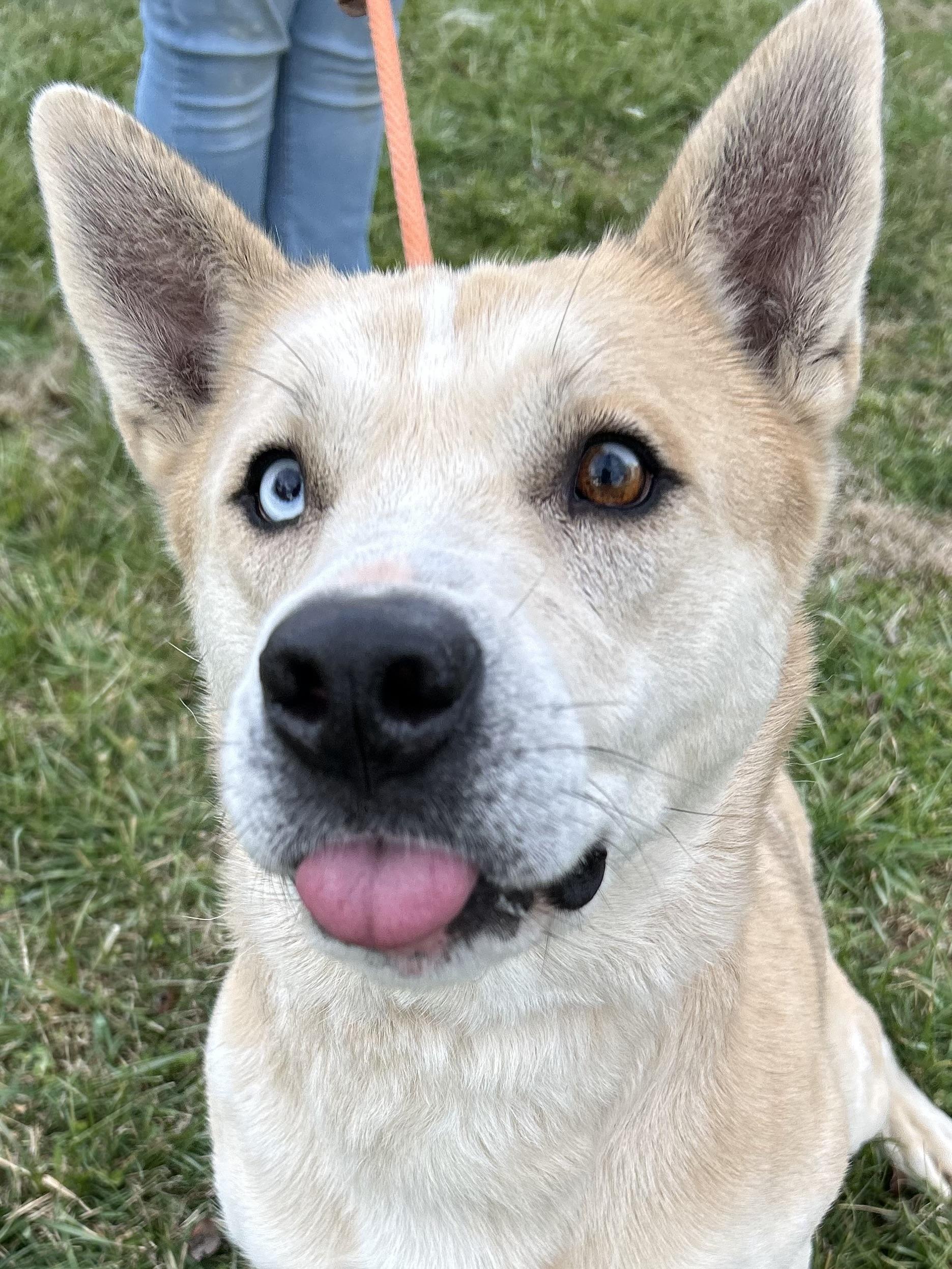 Enlarge Peanut, a ADOPTABLE mixed breed in Franklin, KY image 4/6