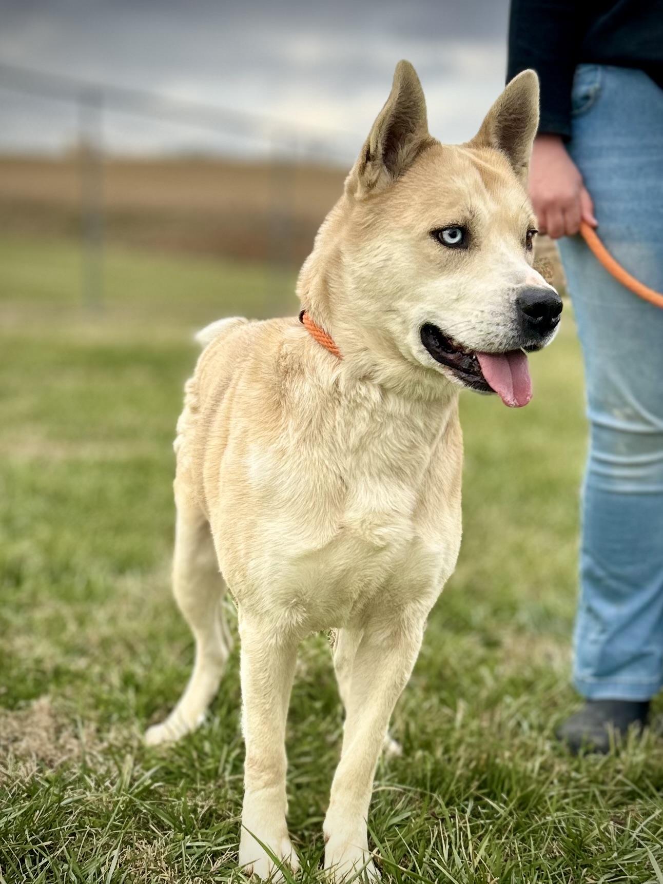 Enlarge Peanut, a ADOPTABLE mixed breed in Franklin, KY image 6/6