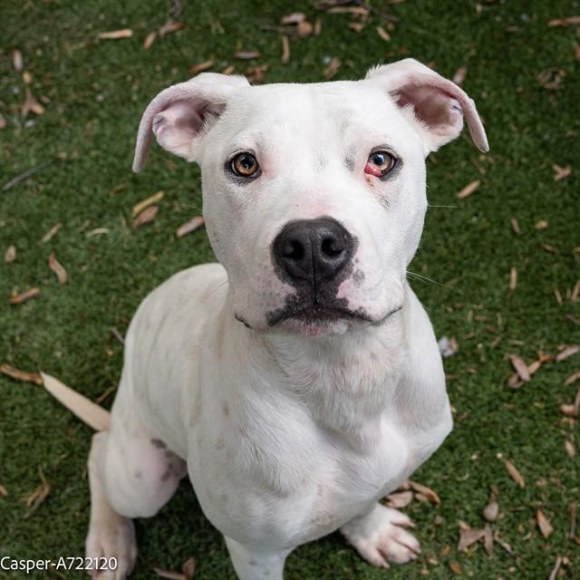 Enlarge CASPER, a Adoptable mixed breed in Sacramento, CA image 1/1