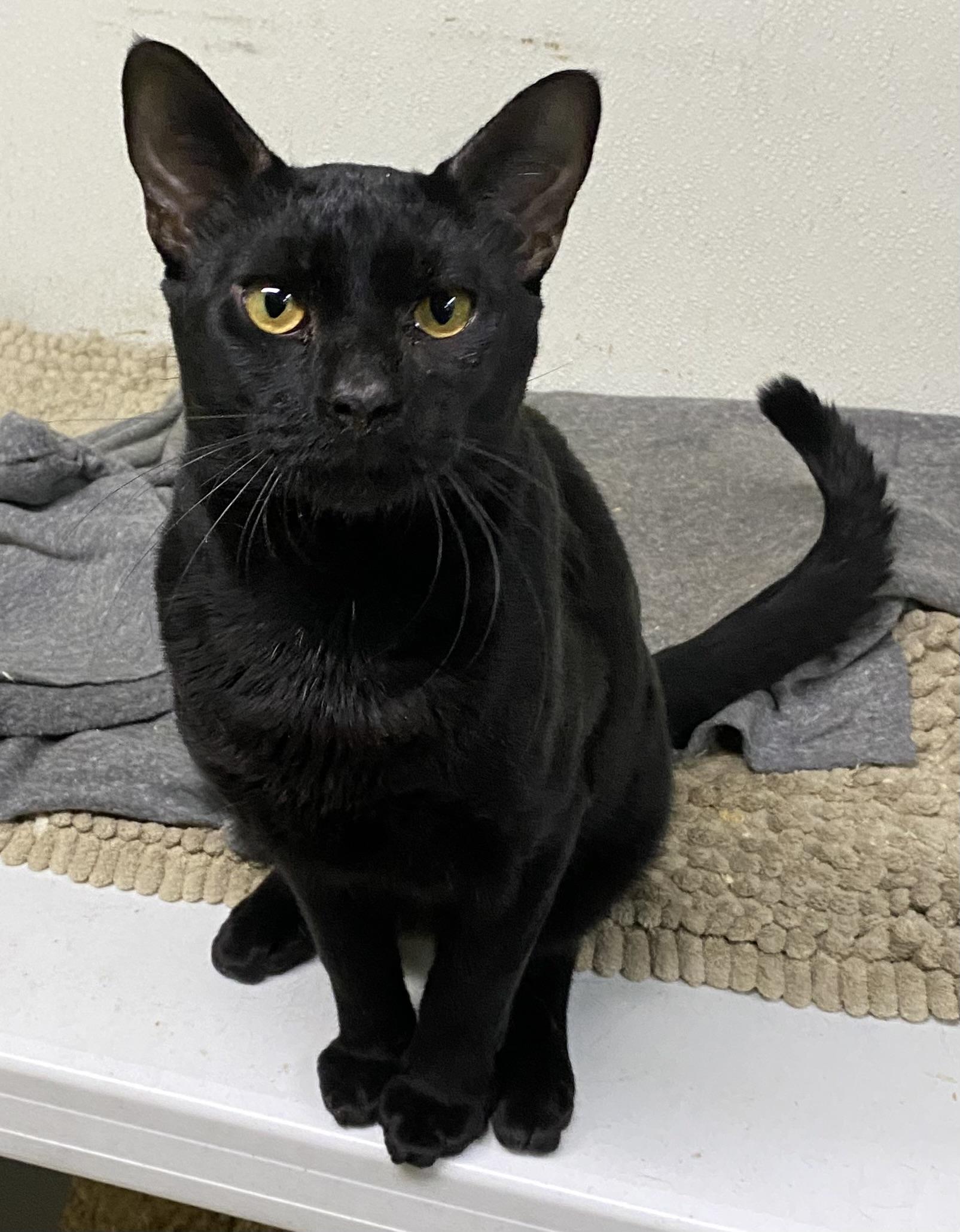 Ramses (very friendly), a ADOPTABLE Domestic Short Hair in Los Angeles, CA image 1/3