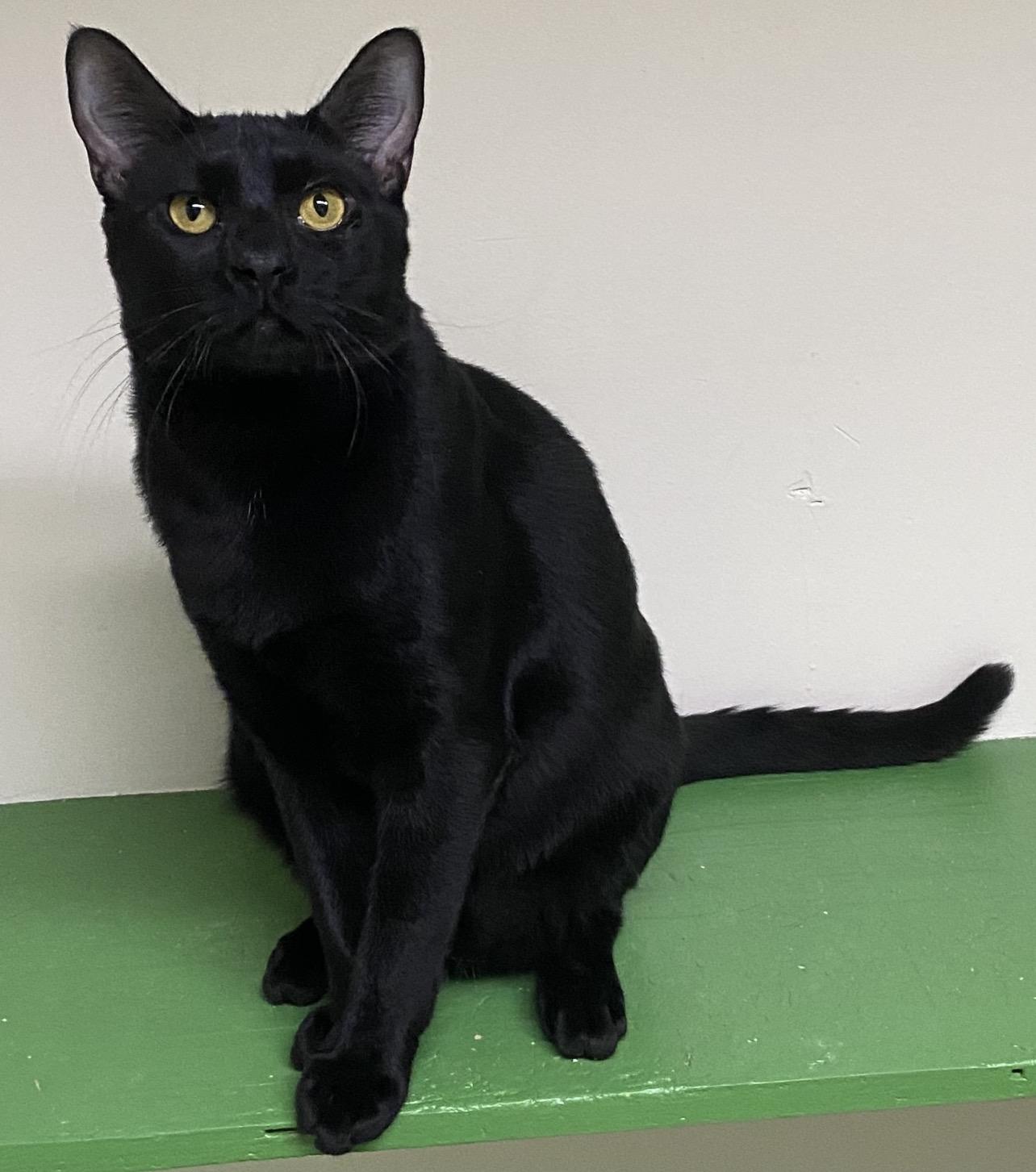 Ramses (very friendly), a ADOPTABLE Domestic Short Hair in Los Angeles, CA image 2/3