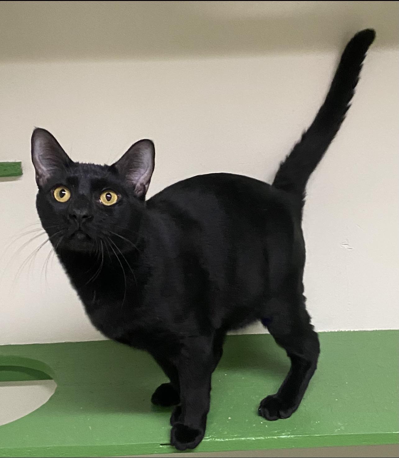 Ramses (very friendly), a ADOPTABLE Domestic Short Hair in Los Angeles, CA image 3/3