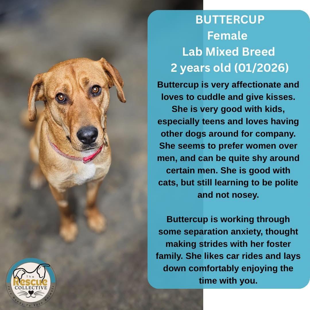 Buttercup, ADOPTABLE, Young Female Labrador Retriever.