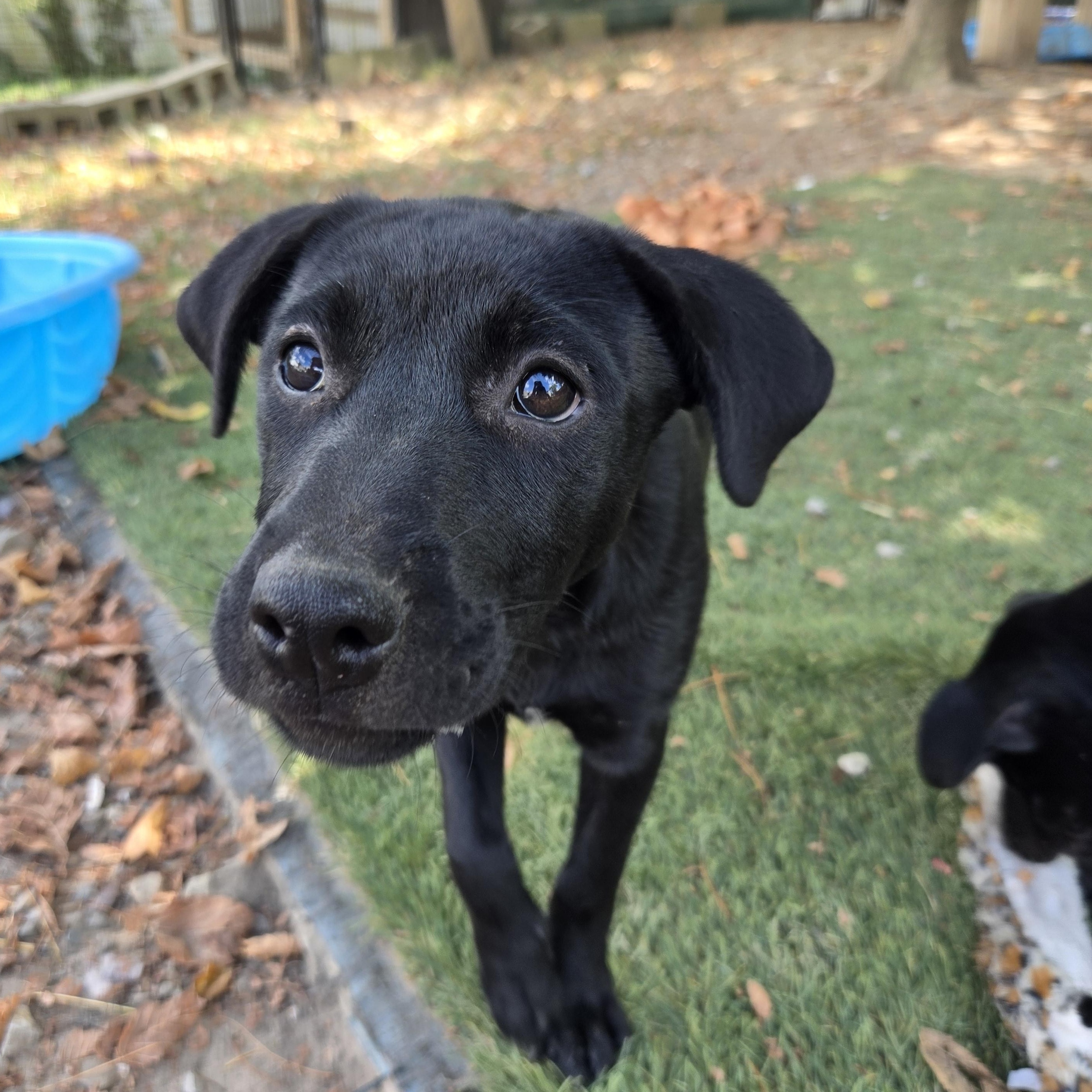 Enlarge Shyla Success, a Adoptable mixed breed in Woburn, MA image 4/4