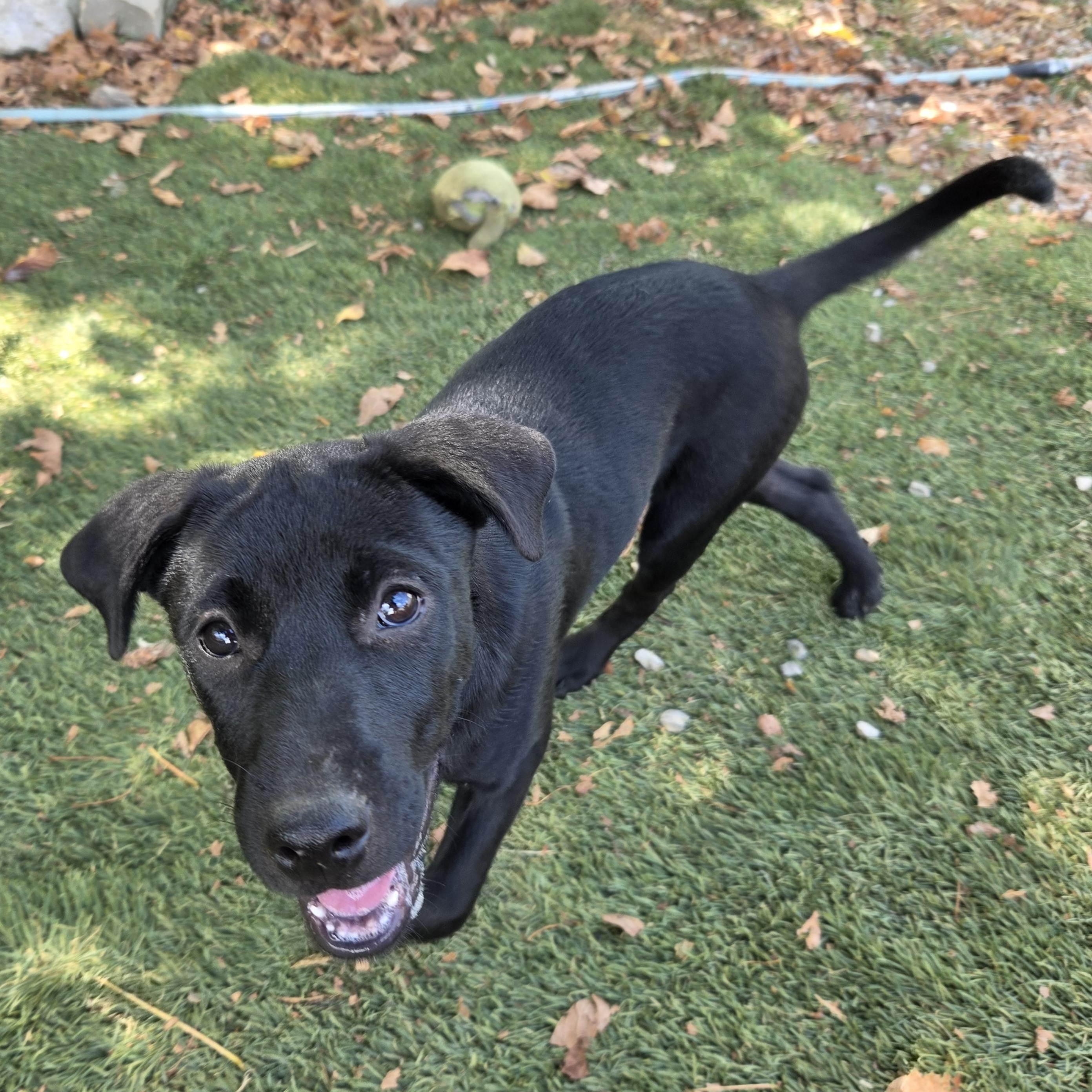 Enlarge Shyla Success, a Adoptable mixed breed in Woburn, MA image 3/4
