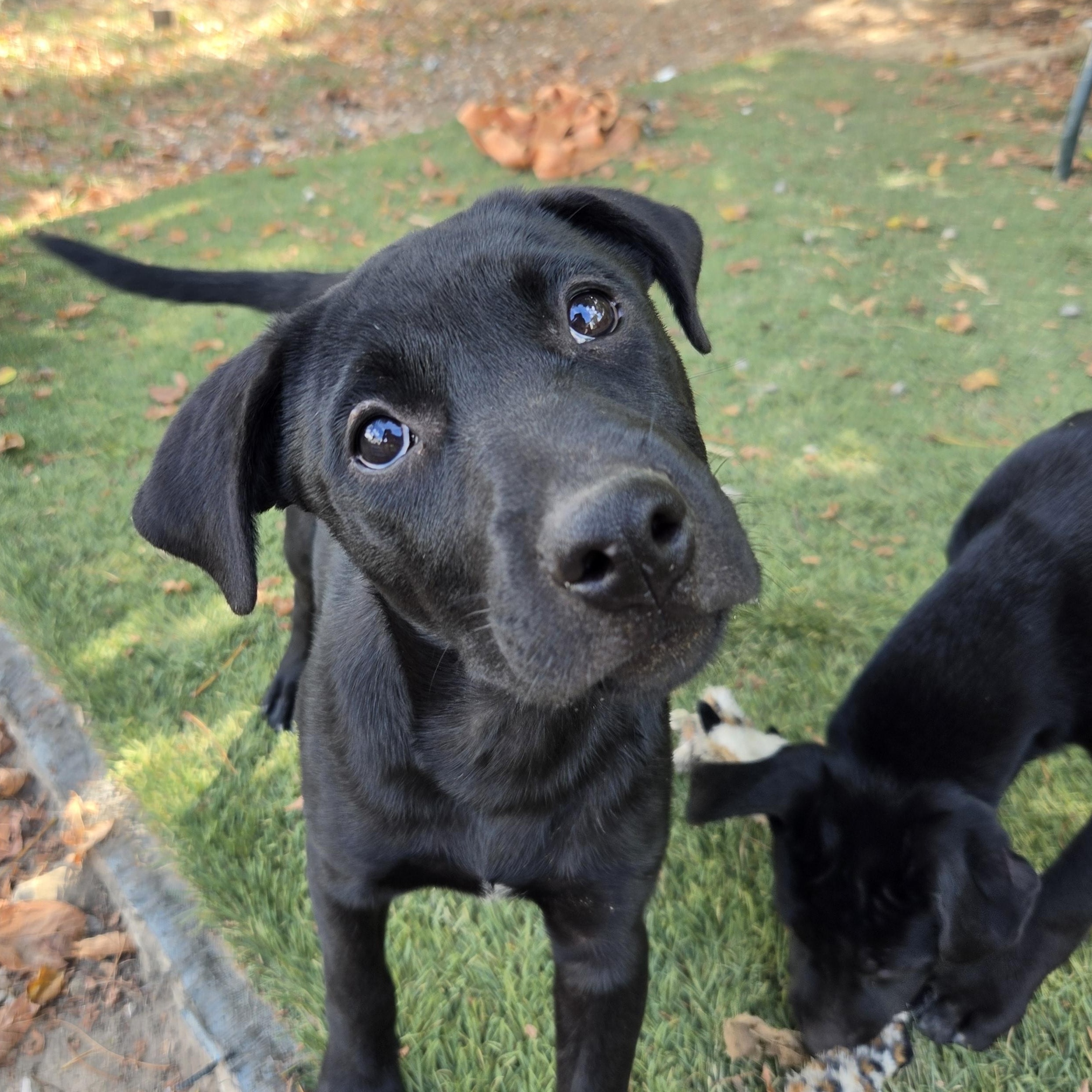 Enlarge Shyla Success, a Adoptable mixed breed in Woburn, MA image 1/4