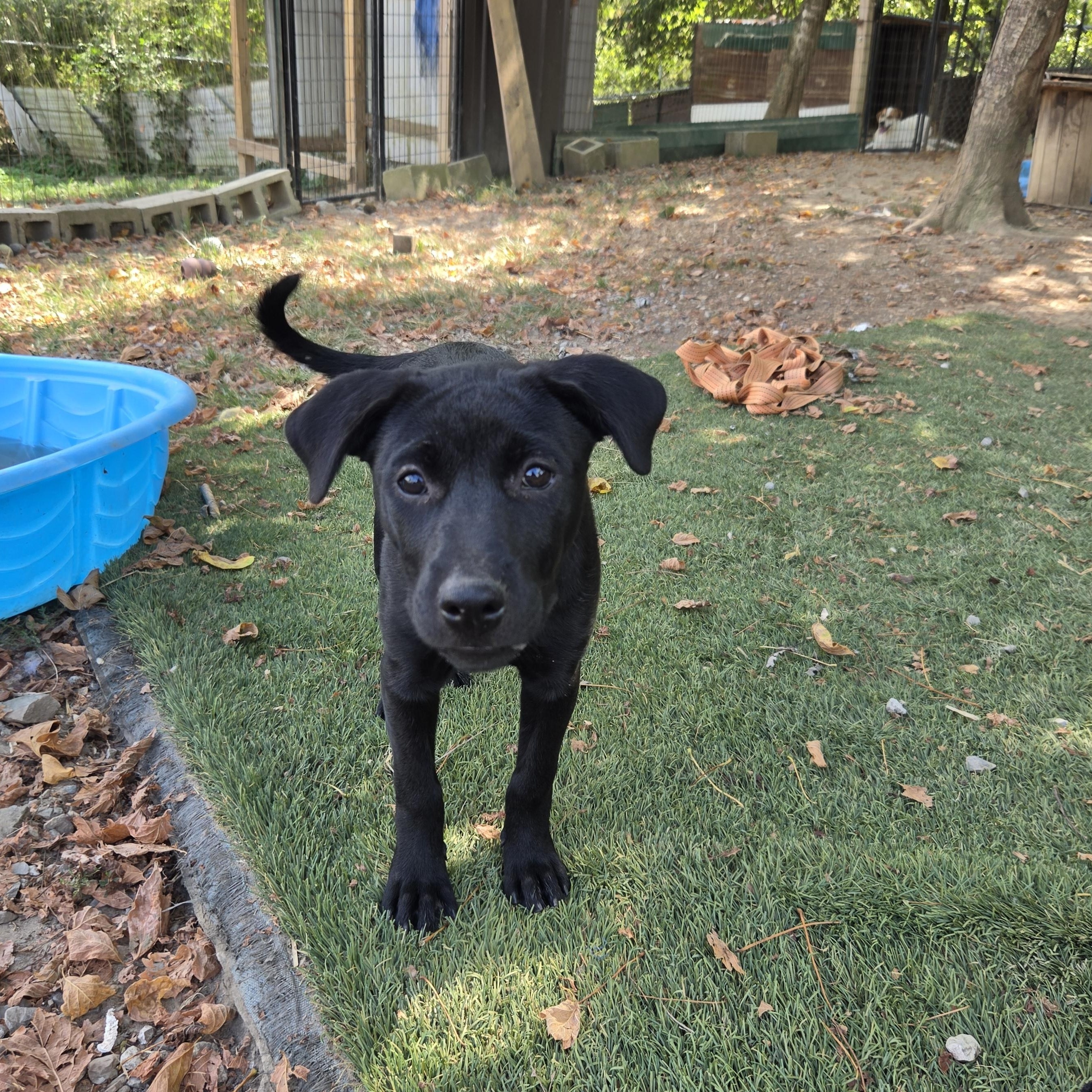 Enlarge Shyla Success, a Adoptable mixed breed in Woburn, MA image 2/4