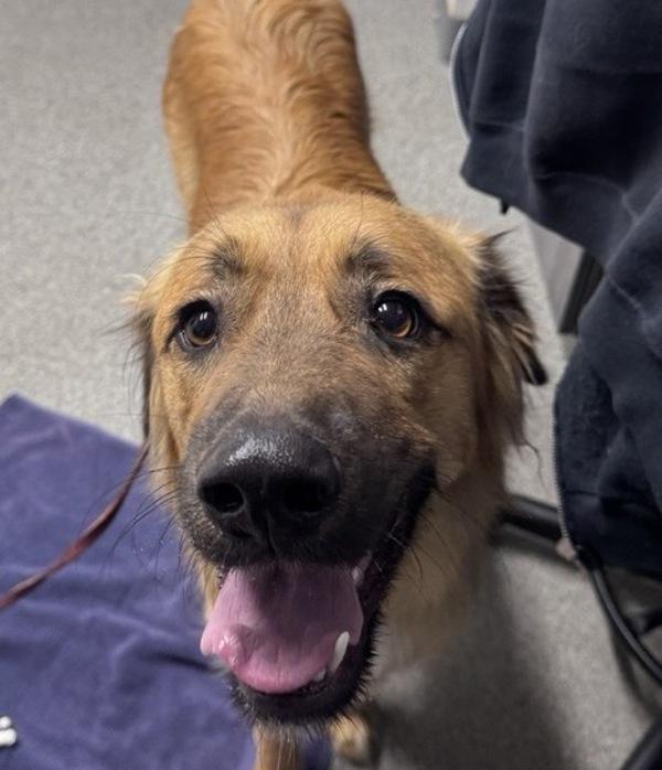 Enlarge Whiskey, a Adoptable mixed breed in Escondido, CA image 1/1