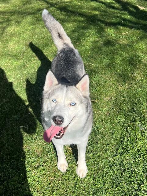 SHASTA, Adoptable, Adult Female Siberian Husky & Mixed Breed.