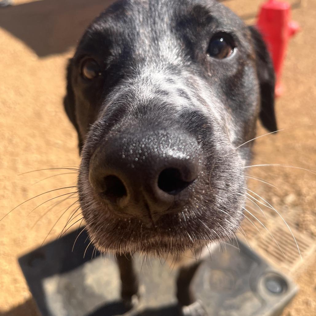 Enlarge Gopher, a Adoptable Mixed Breed in Bentonville, AR image 1/6